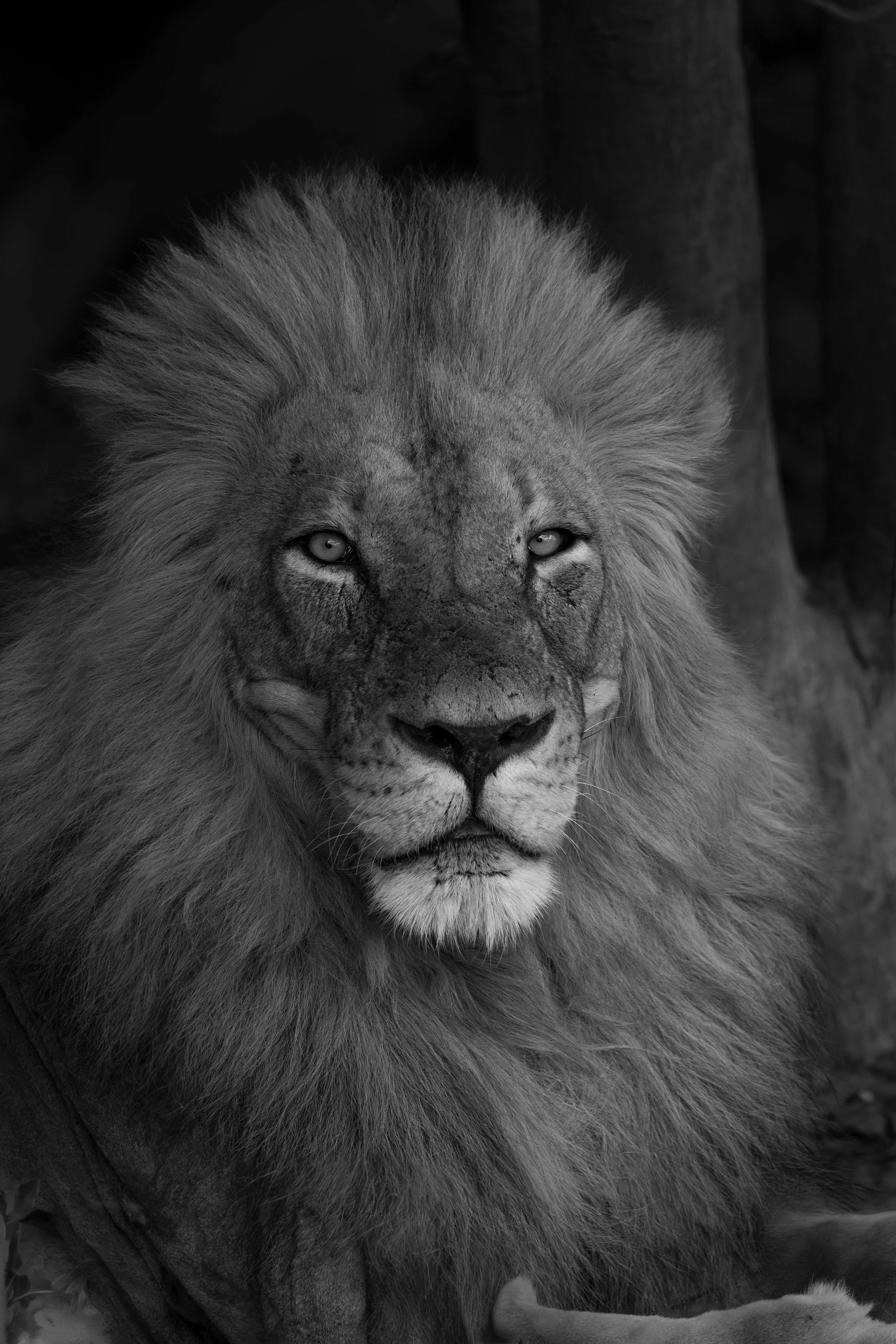 MPLionBW.jpg