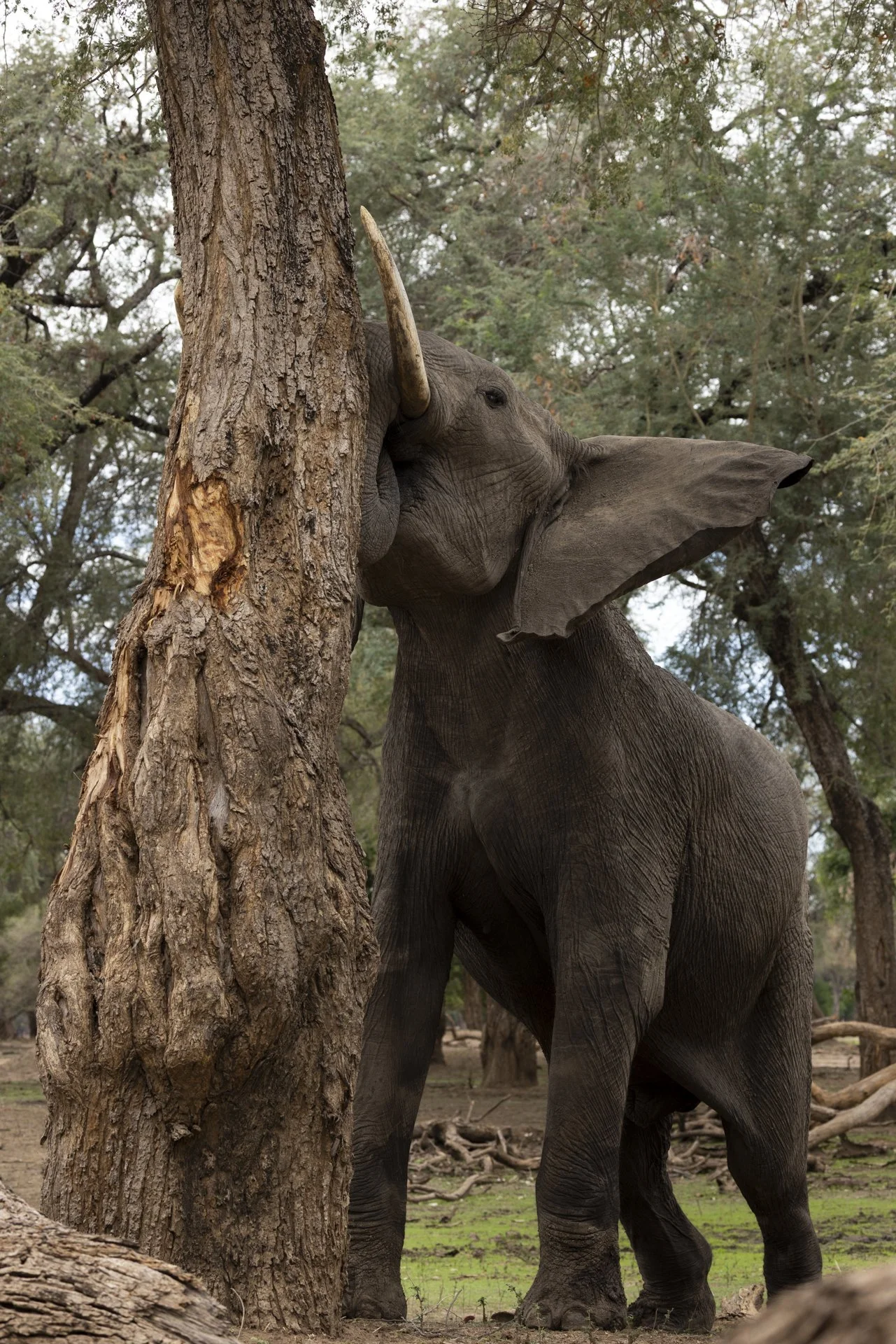 Mana Pools.jpg