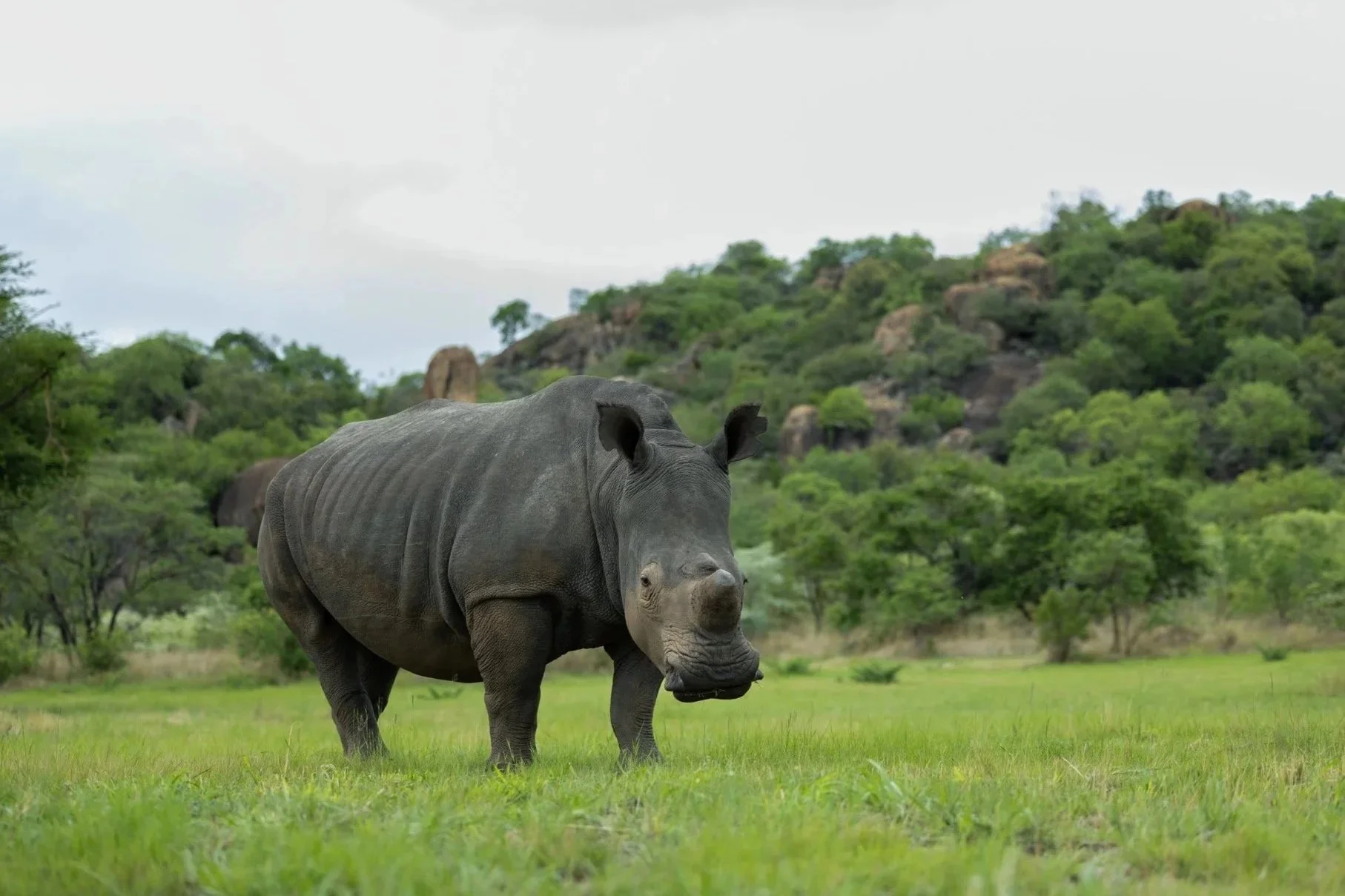 Track rhinos on foot in Matobo Hills
