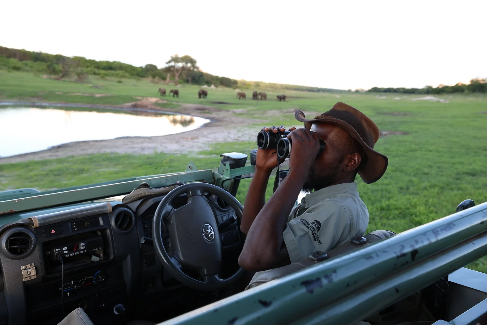 Zookeeper looking through binoculars from a safari vehicle at elephants near a water hole in the grasslands