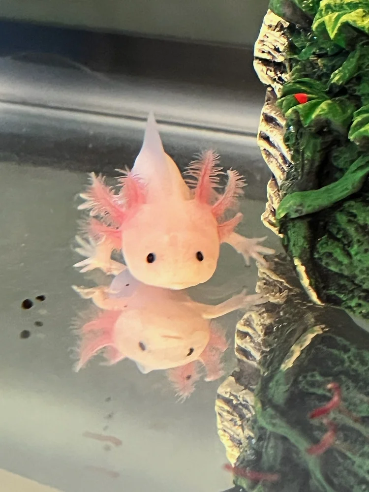 Axolotls — Cozy Clips Pet Grooming, LLC