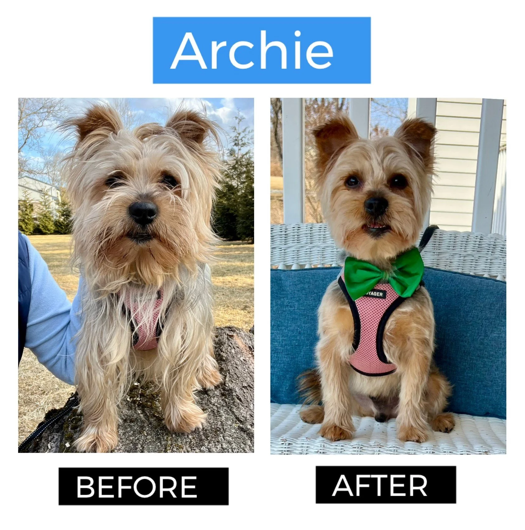 Archie