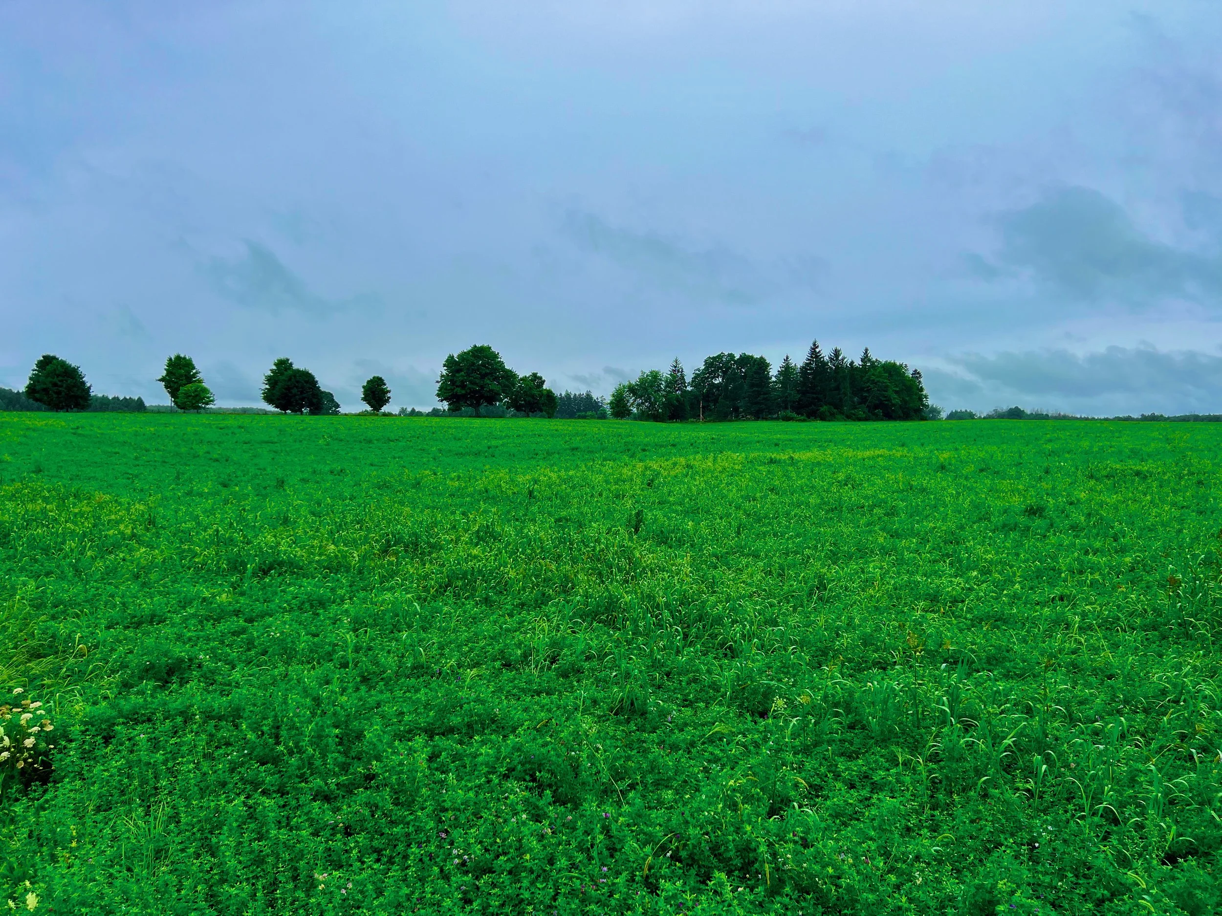 Open range hay llc