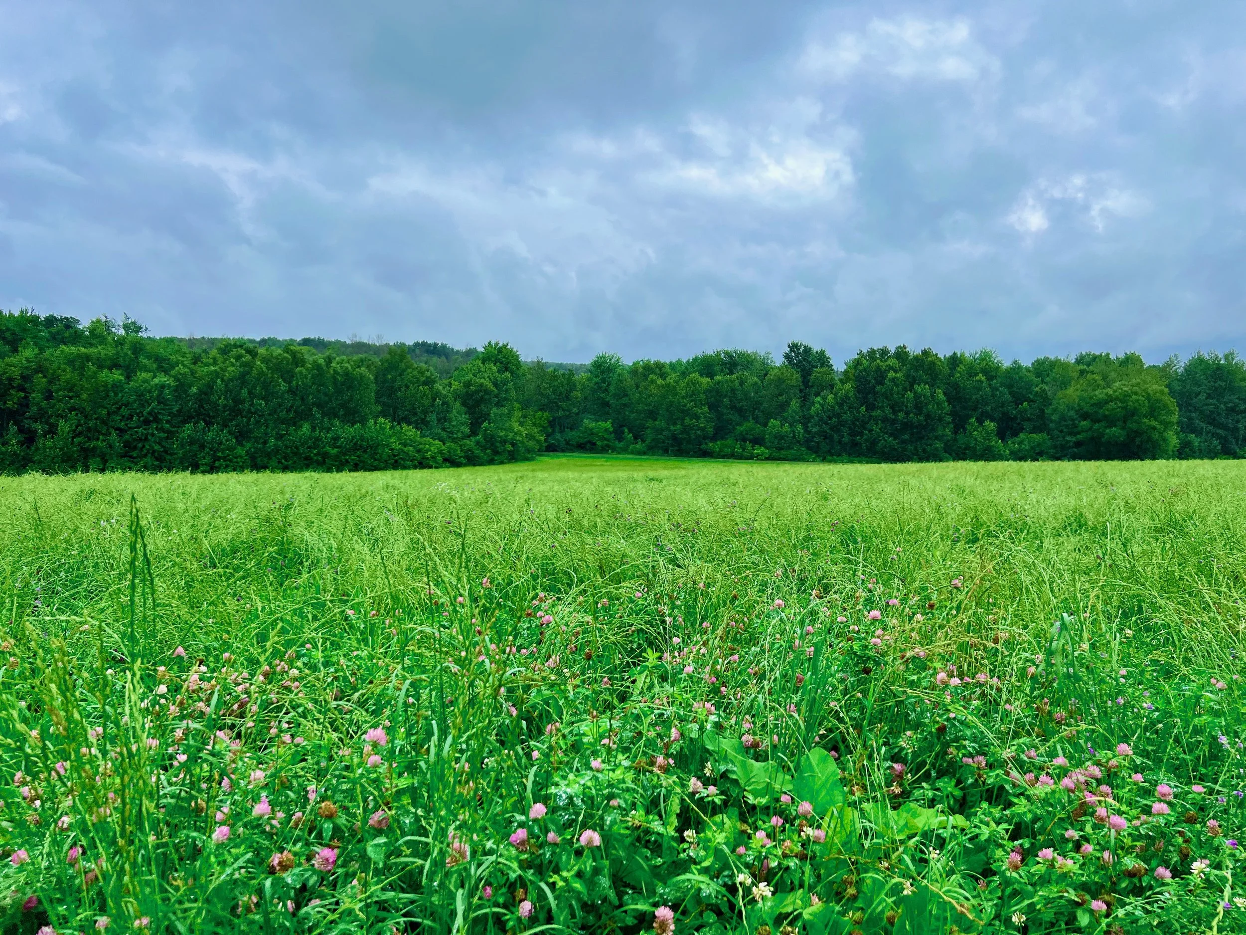 Open range hay llc florida