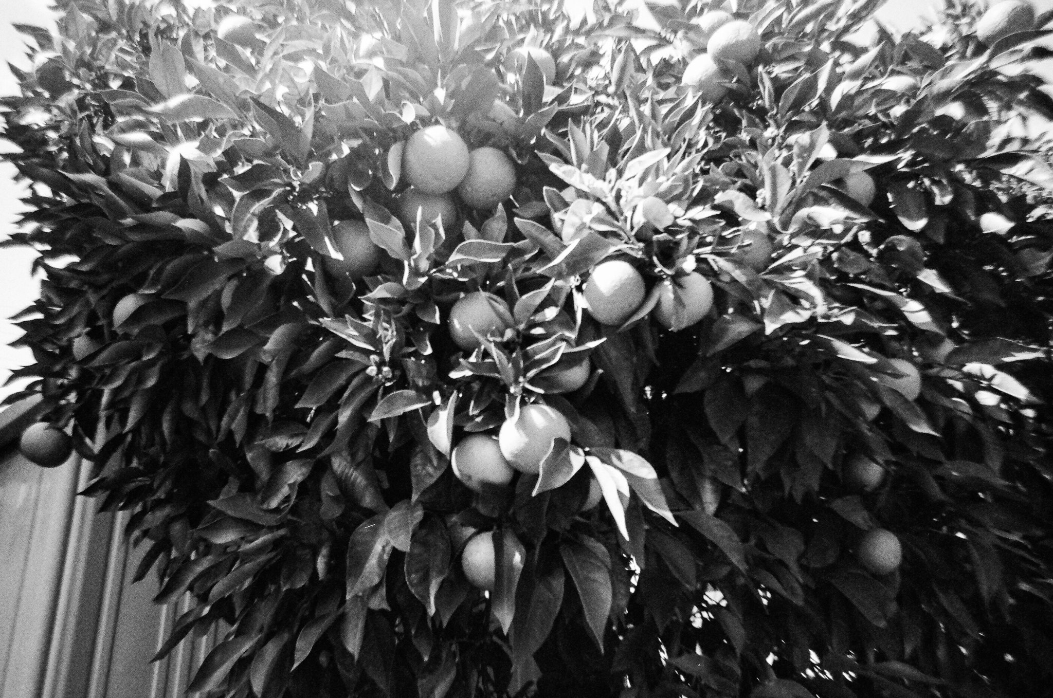 oranges.jpeg