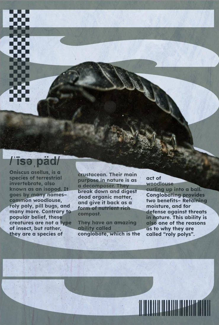 A close-up image of a black pill bug, also known as an isopod, on a stick with informational text about its species.