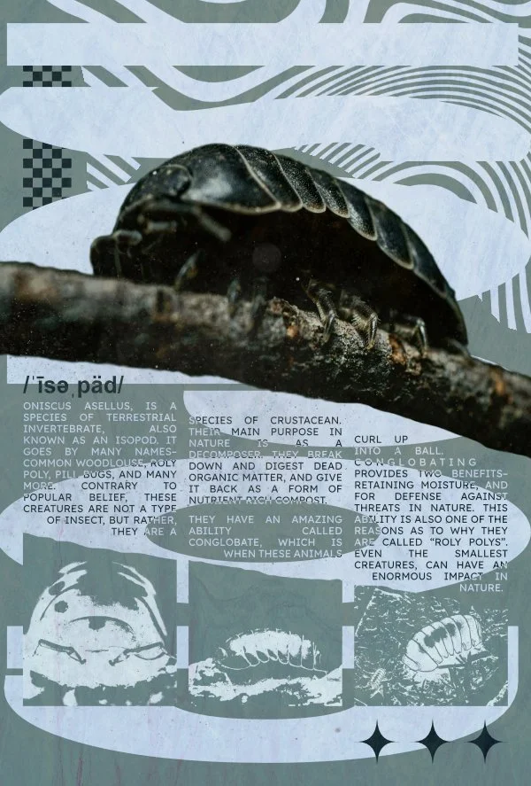 Close-up of a pill bug or woodlouse on a branch, with an informational sign in the background explaining the species.
