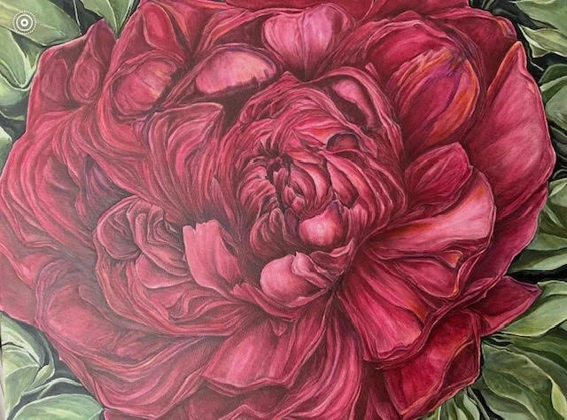 Maroon Peony