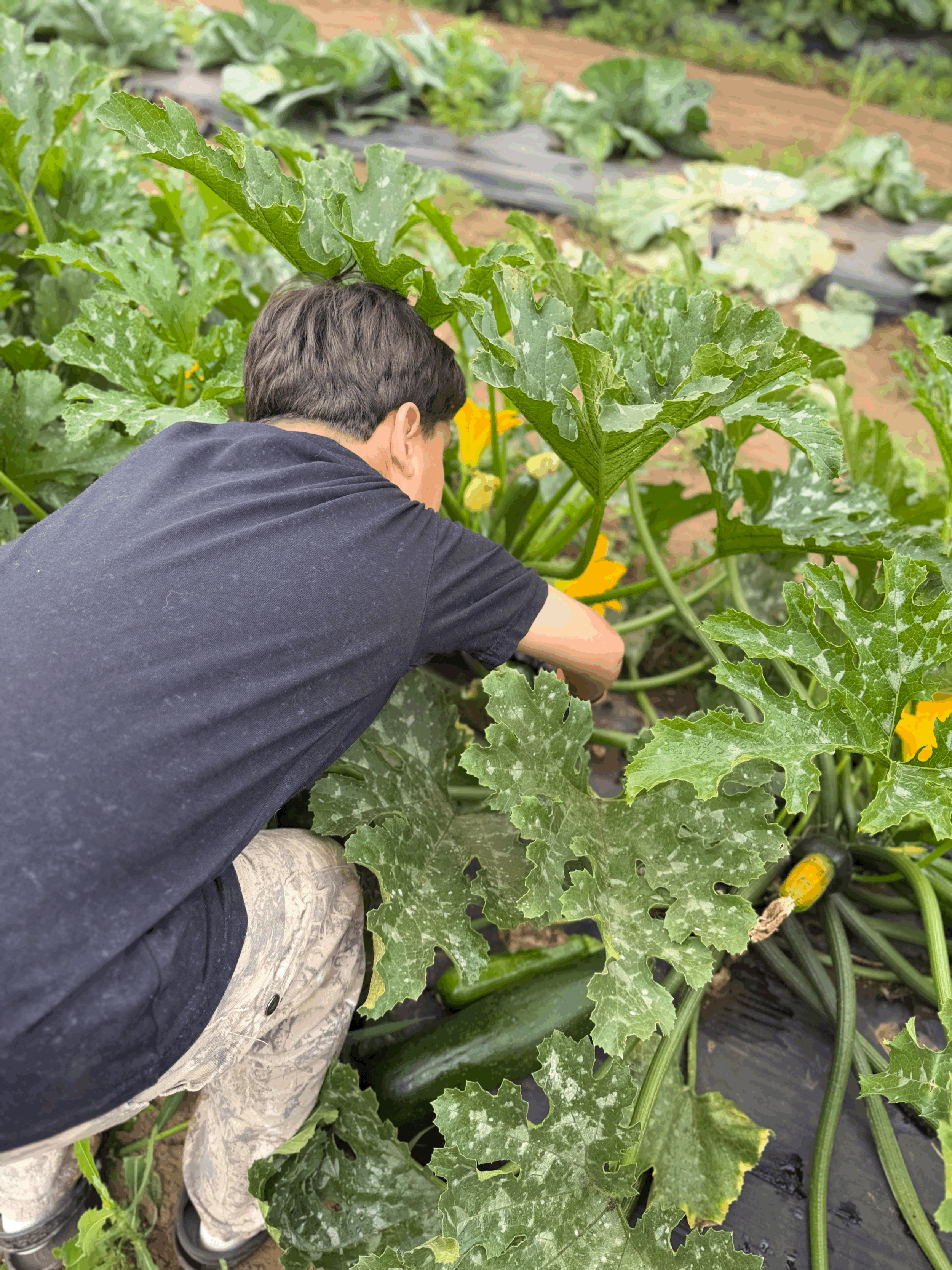 Community Harvest Volunteer Day 
