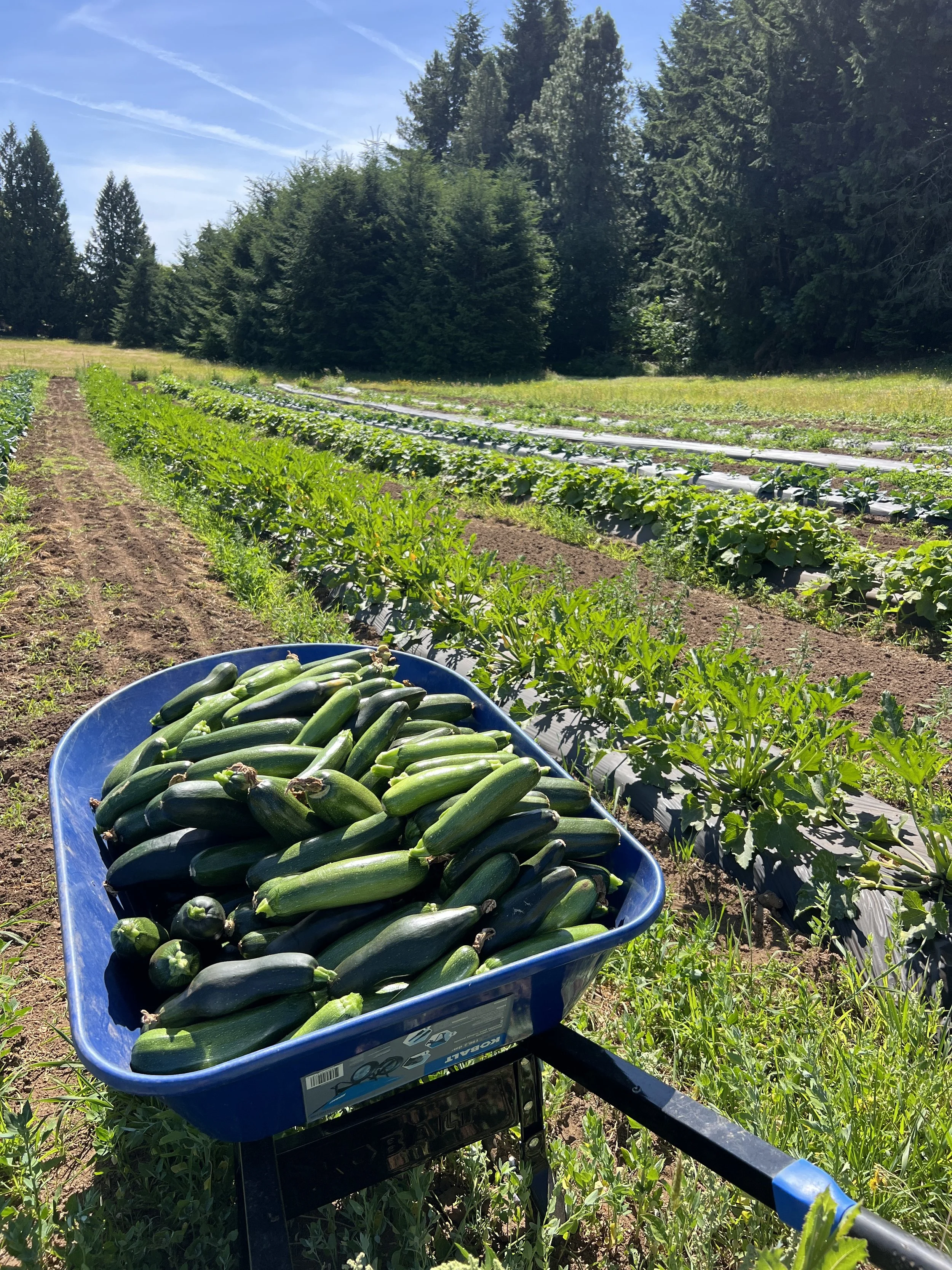 Community Harvest Volunteer Day