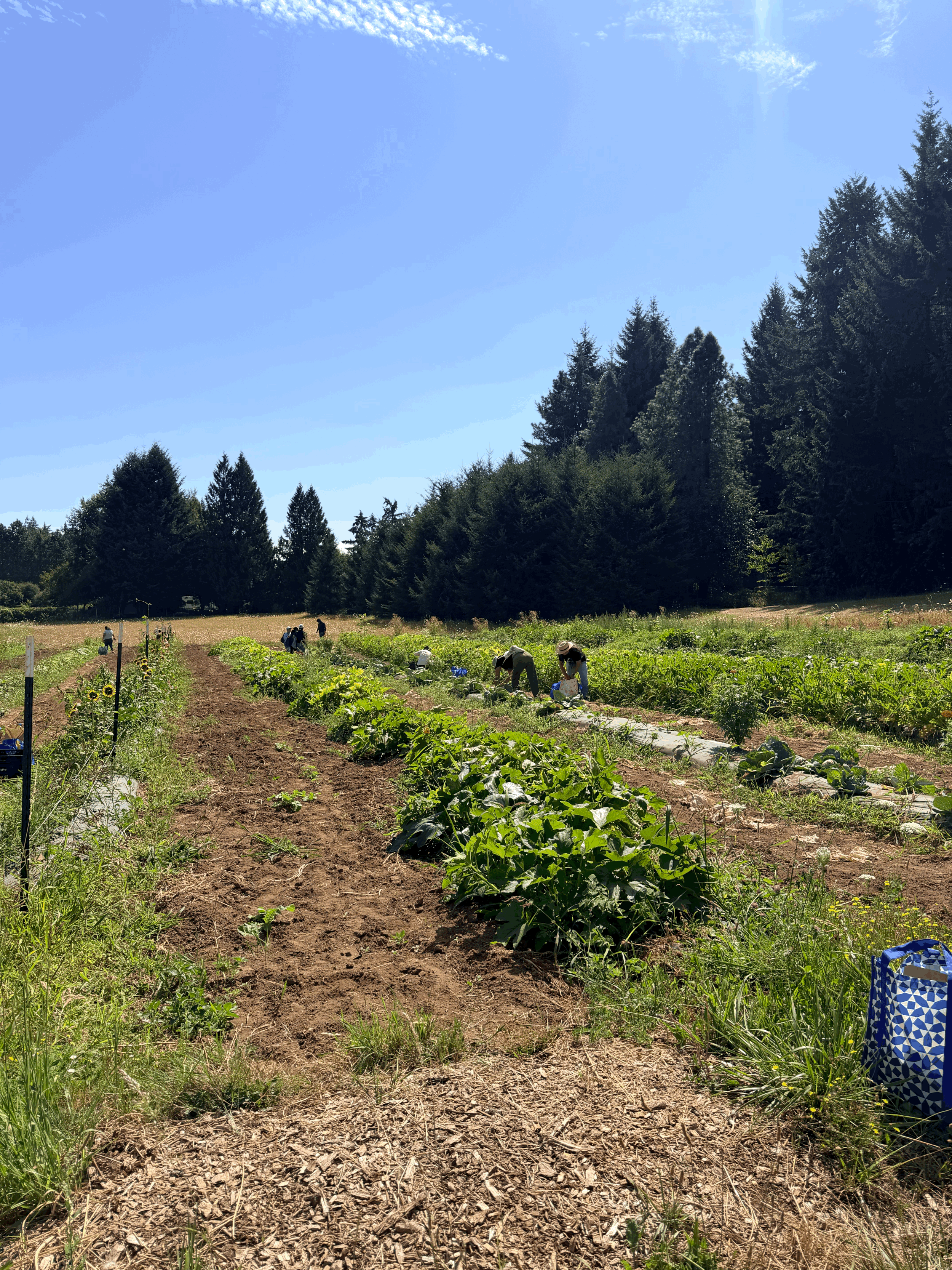 Community Harvest Volunteer Day