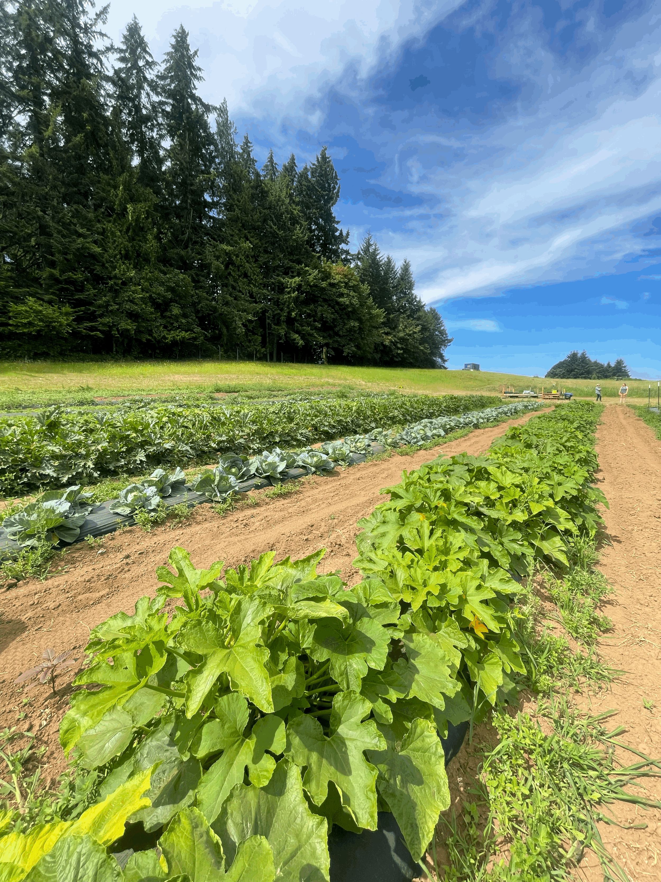 Community Harvest Volunteer Day
