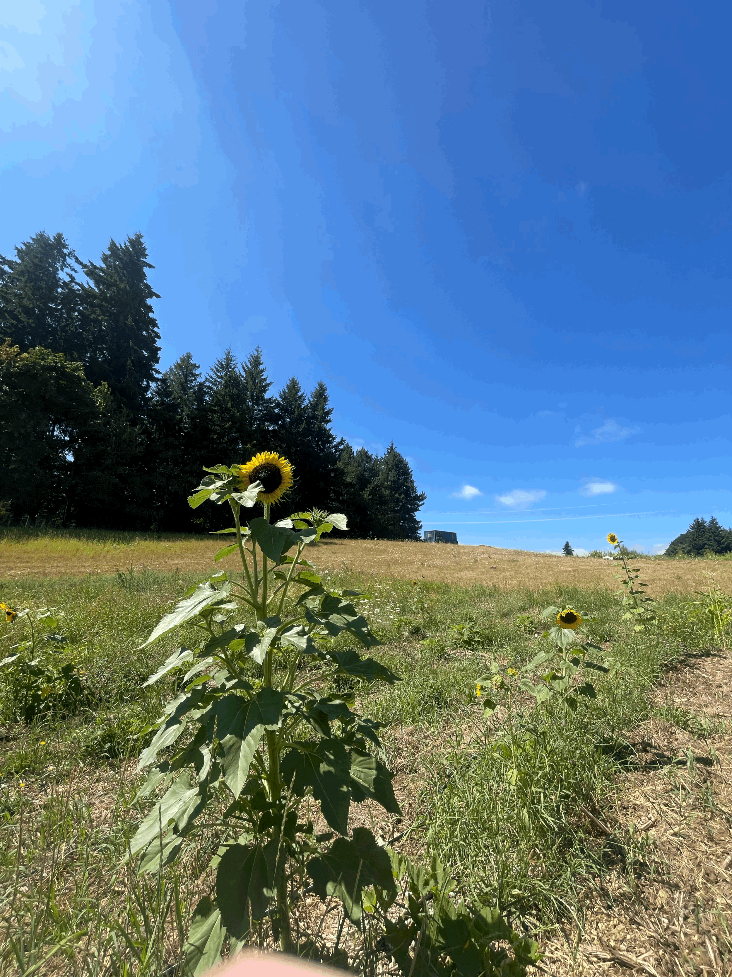 Community Harvest Volunteer Day (Copy)