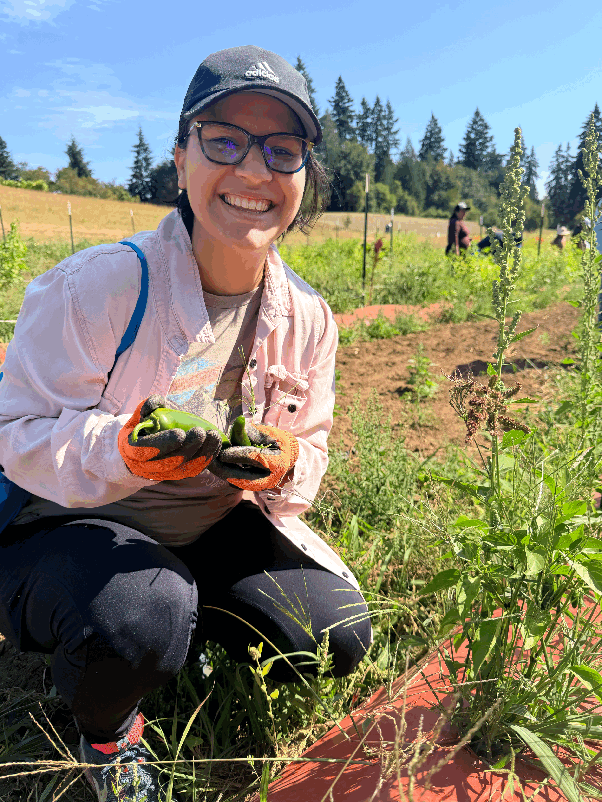 Community Harvest Volunteer Day 