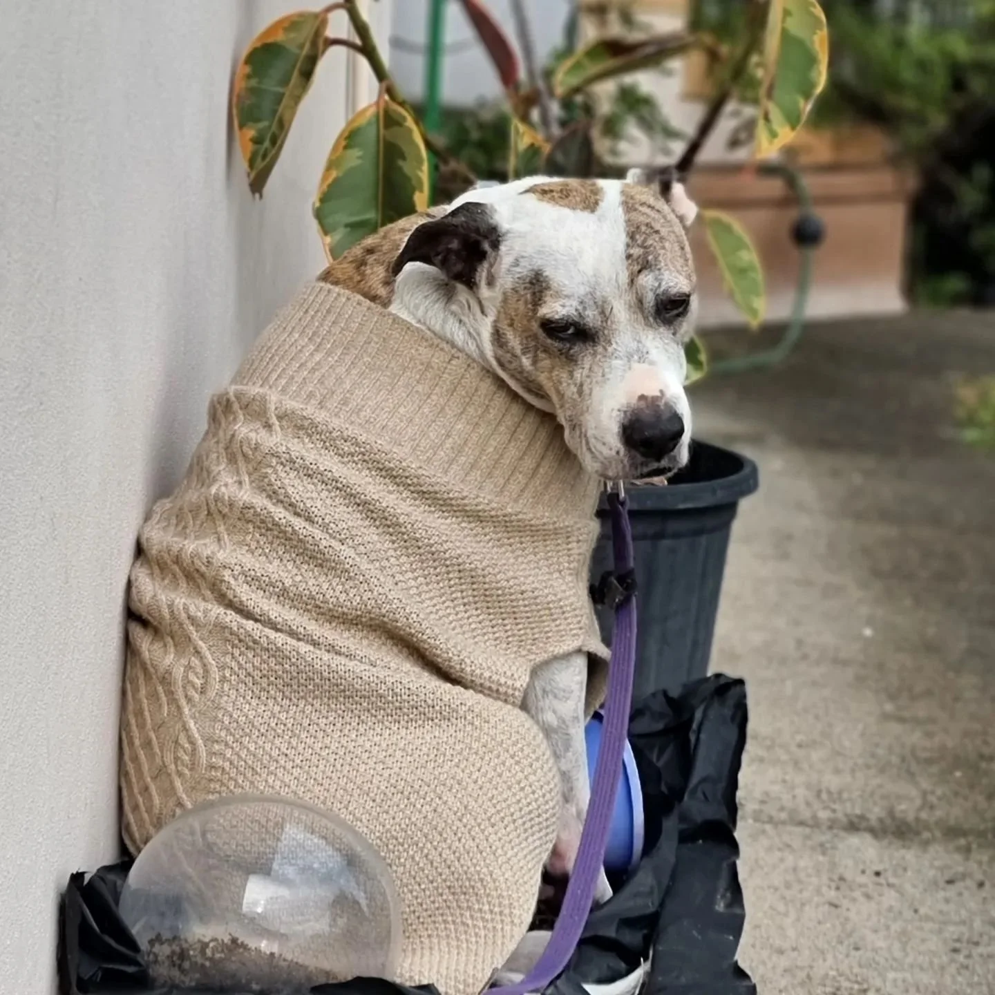 We had the helpers quite literally in the garden today, instead of the workshop. More exciting pieces of furniture in the design stage, soon to come!

#australiantimber #furniture #handcrafted #australianmade #furnituremaker #design #furnituredesign 
