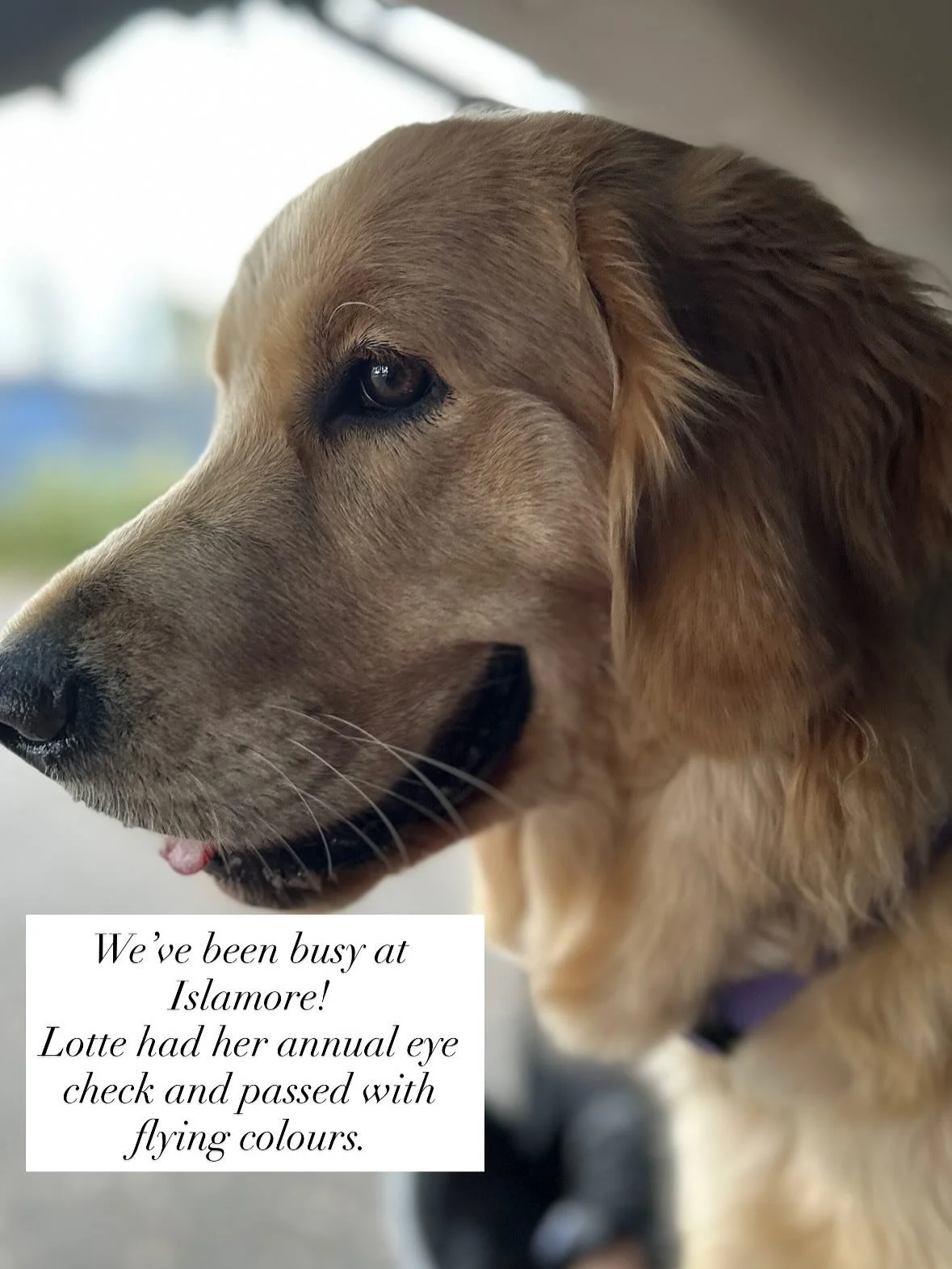 The importance of annual eye checks.
#islamoregoldens 
#goldenretrieverpuppies 
#goldenretrievers
#goldenretrieversofmelbourne
#goldenretrieverbreeder