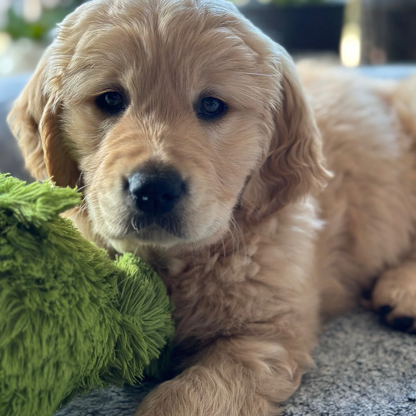 ✨The Golden Truth ✨

Not all Golden Retrievers are bred the same, so where your pup comes from truly matters.
Breeders are not magicians, but a pup from pedigree Golden Retriever parents with all health clearances and ideal temperaments gives you the