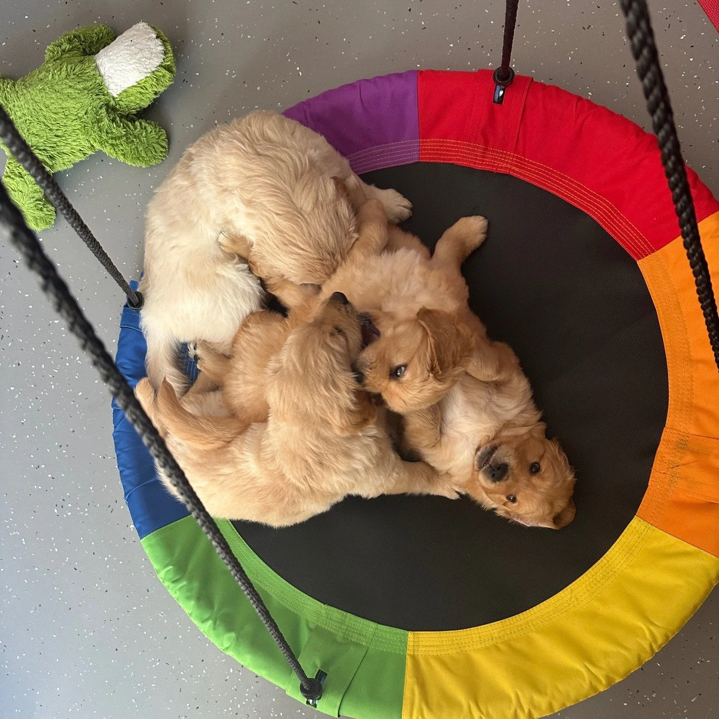 💛 Breeding For Health 💛

When I ask why people choose Golden Retrievers, most say because they are lovable, loyal, and family-friendly. Unfortunately sometimes, they are also genetically unlucky. 
Goldens can be prone to hip and elbow dysplasia, he