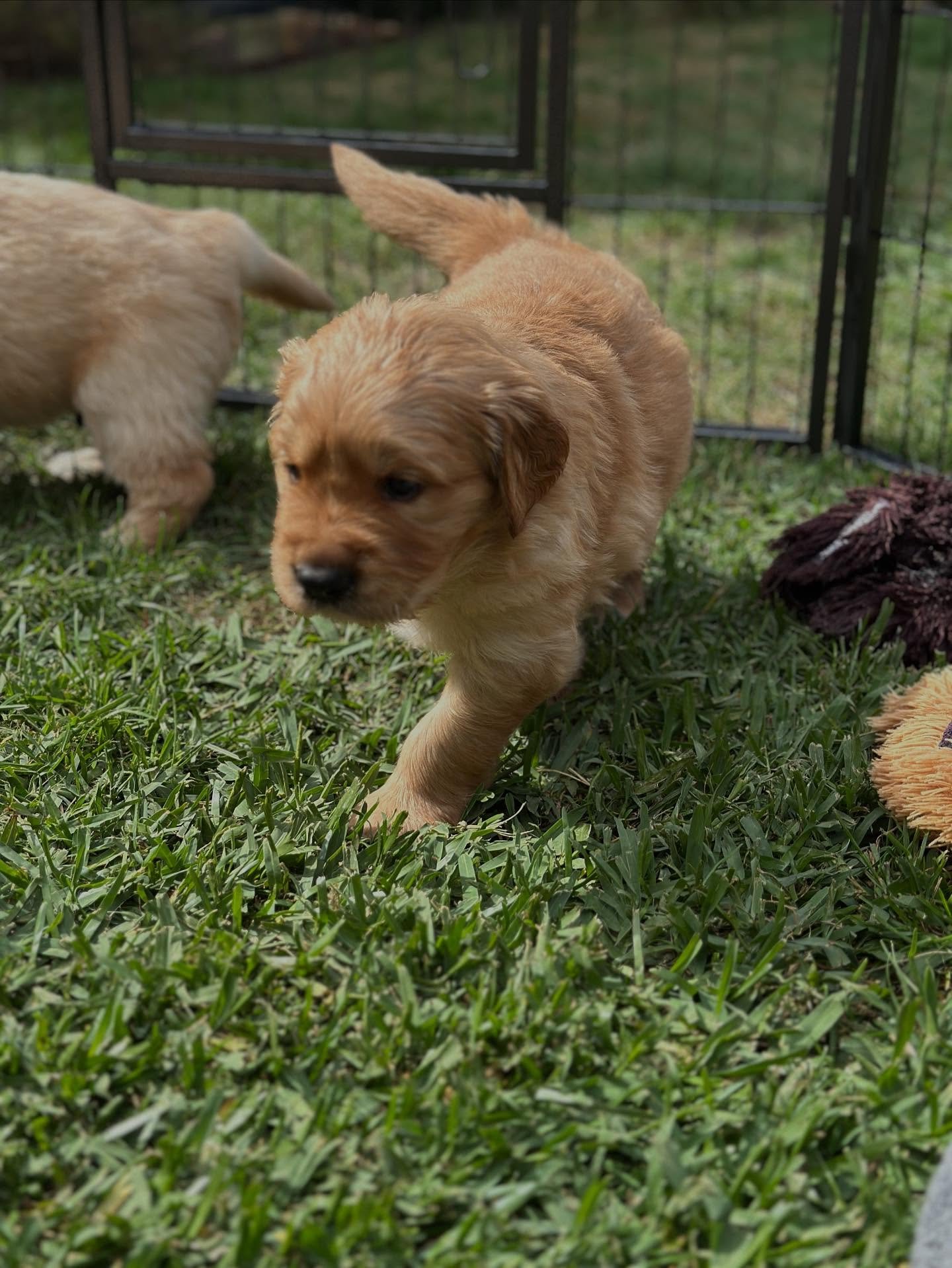 💙 Breeding For Behaviour 💙&nbsp;

A Golden Retriever should be gentle, friendly, socially curious and resilient. 
🪄 They shouldn&rsquo;t be bothered by strangers or gentle handling, but this good temperament doesn&rsquo;t magically happen.

Puppie