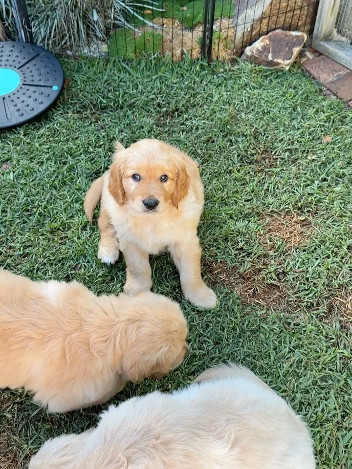 📝 What Does &ldquo;Pedigree&rdquo; Really Mean? 📝 
Recently someone relayed a conversation to me, in which the people they were chatting to said that they weren&rsquo;t fussed about pedigree papers because they wanted a family pet and not a show do