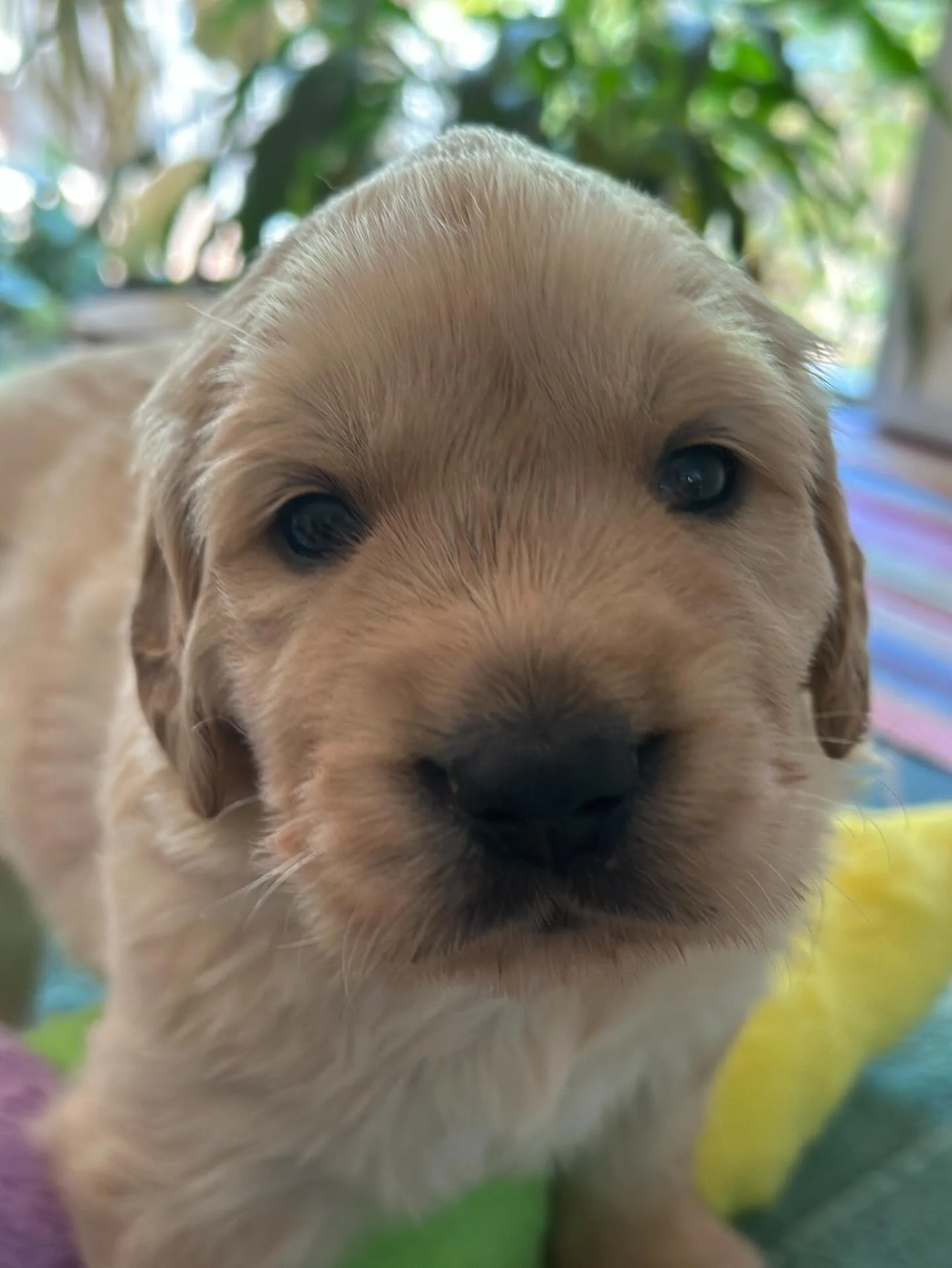 🫀 Heart Checks 🫀
 
Golden Retrievers are susceptible to a condition called Sub Aortic Stenosis (SAS), a narrowing of the area below the aortic valve, due to an abnormal fibrous band of tissue. Sometimes this band is present from birth (congenital) 