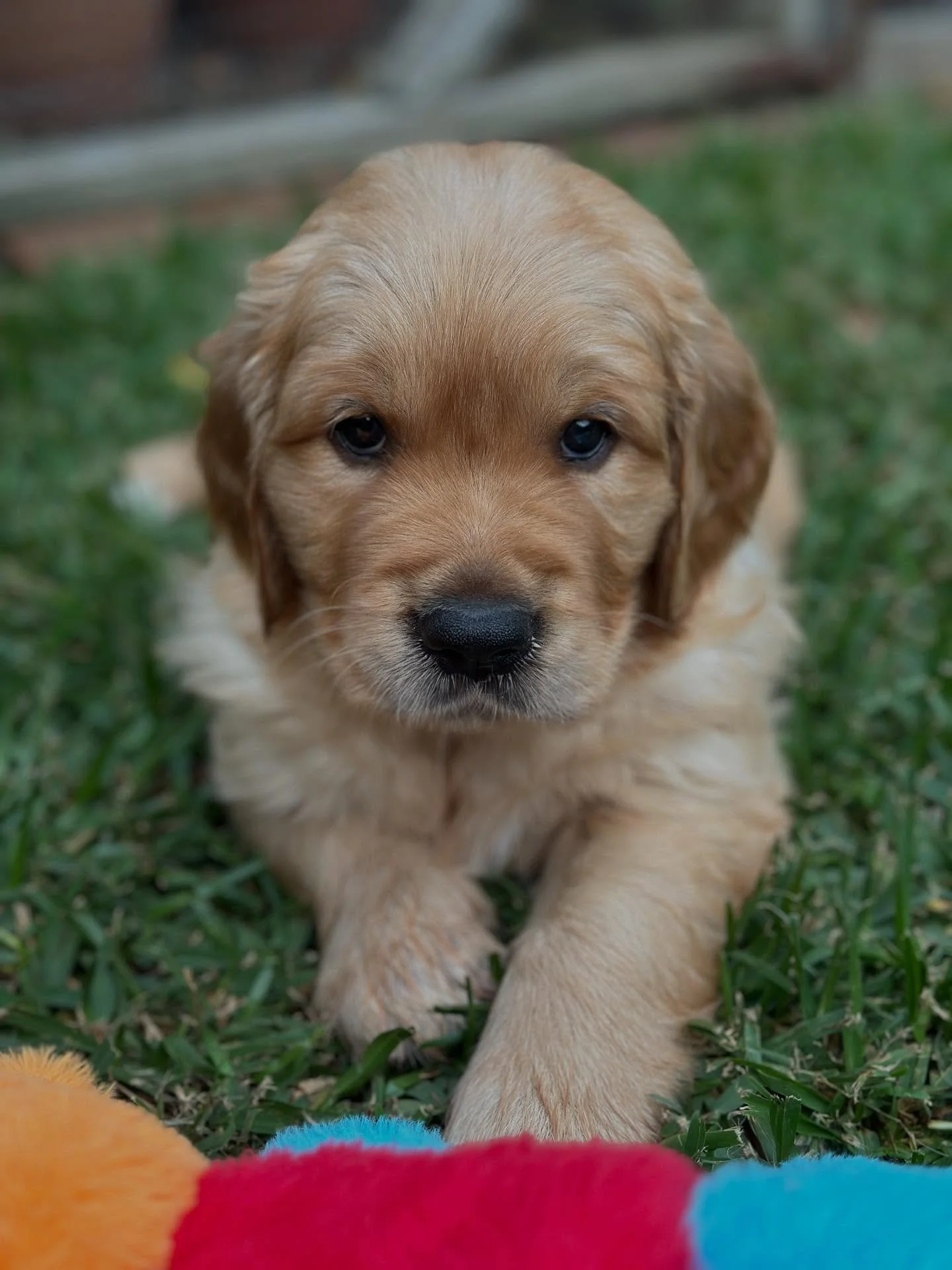 🐶 The Ethical Choice 🐶
I&rsquo;ve spoken with many families who have courageously told me that their first dog was from a breeder they wouldn&rsquo;t go back to, but they felt that it was impossible to turn down the offer once they were looking int