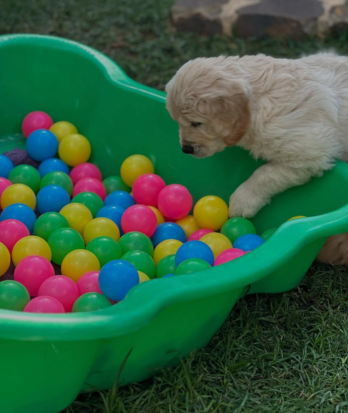 🐶 Questions For Your Breeder 🐶 

If you&rsquo;ve never had a Golden Retriever puppy before, or even if you have, guaranteed, there is always something new to learn. My hope is that with more shared knowledge, we can make better choices that benefit