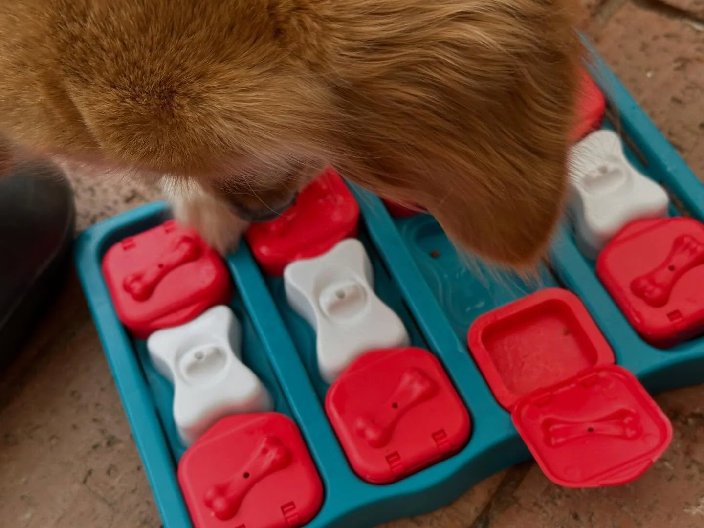 I&rsquo;ve been using food puzzles a bit this week and I noticed that Lotte seems to have a &ldquo;preferred paw&rdquo;. 
Am I imagining it? 
Does anyone know if dogs have a preferred paw? 🐾 🧩 
Our dogs love food puzzles, especially Lotte. She&rsqu