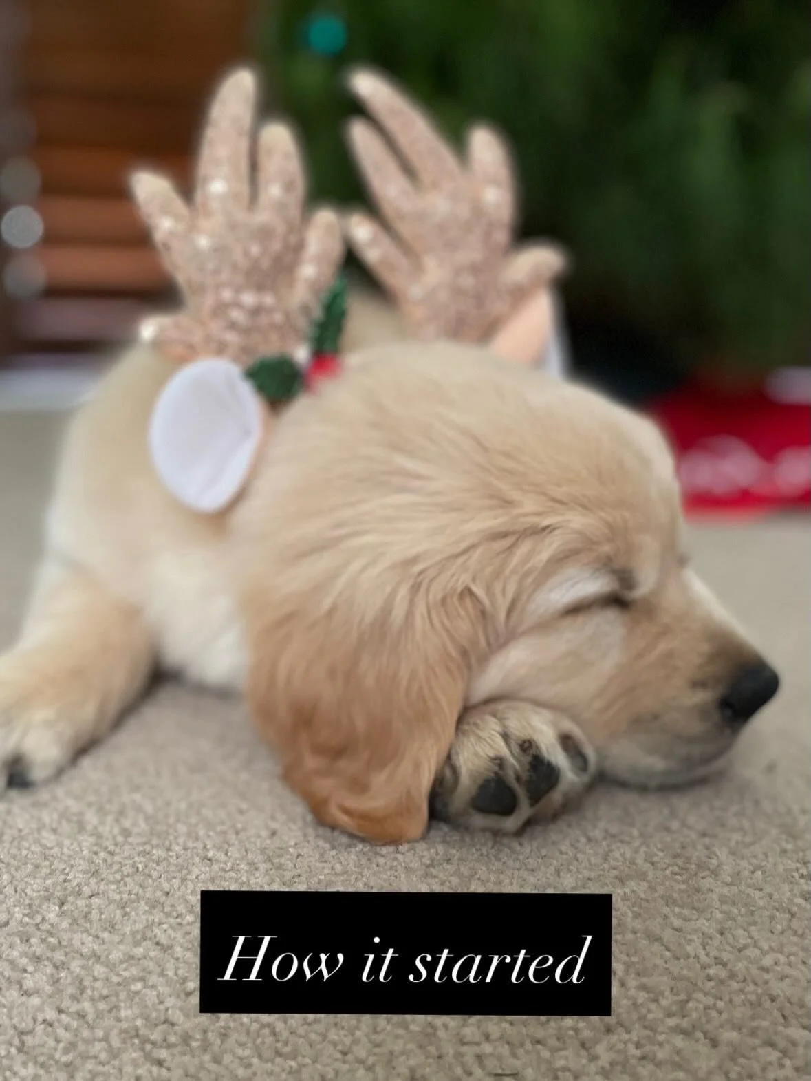 📸 Pick the dog who doesn&rsquo;t love looking at the camera! 

#goldenretrieverpuppies
#christmas
#goldenretriever