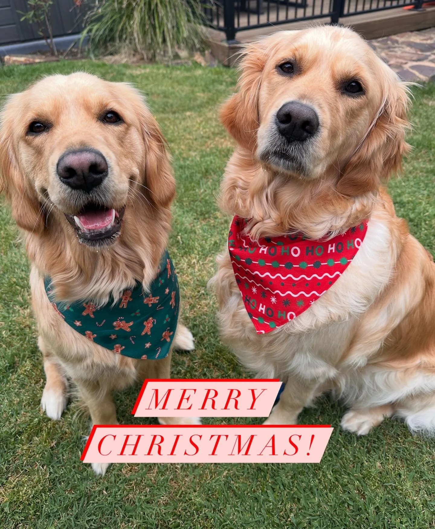 Wishing everyone a Merry Christmas, we hope your day is filled with peace, joy, surprises, love and loved ones. 🎄🕊️💕

To our Islamore families, we wish you a very special first Christmas with your babies! 

- Islamore Goldens
x

#goldenretrieverpu