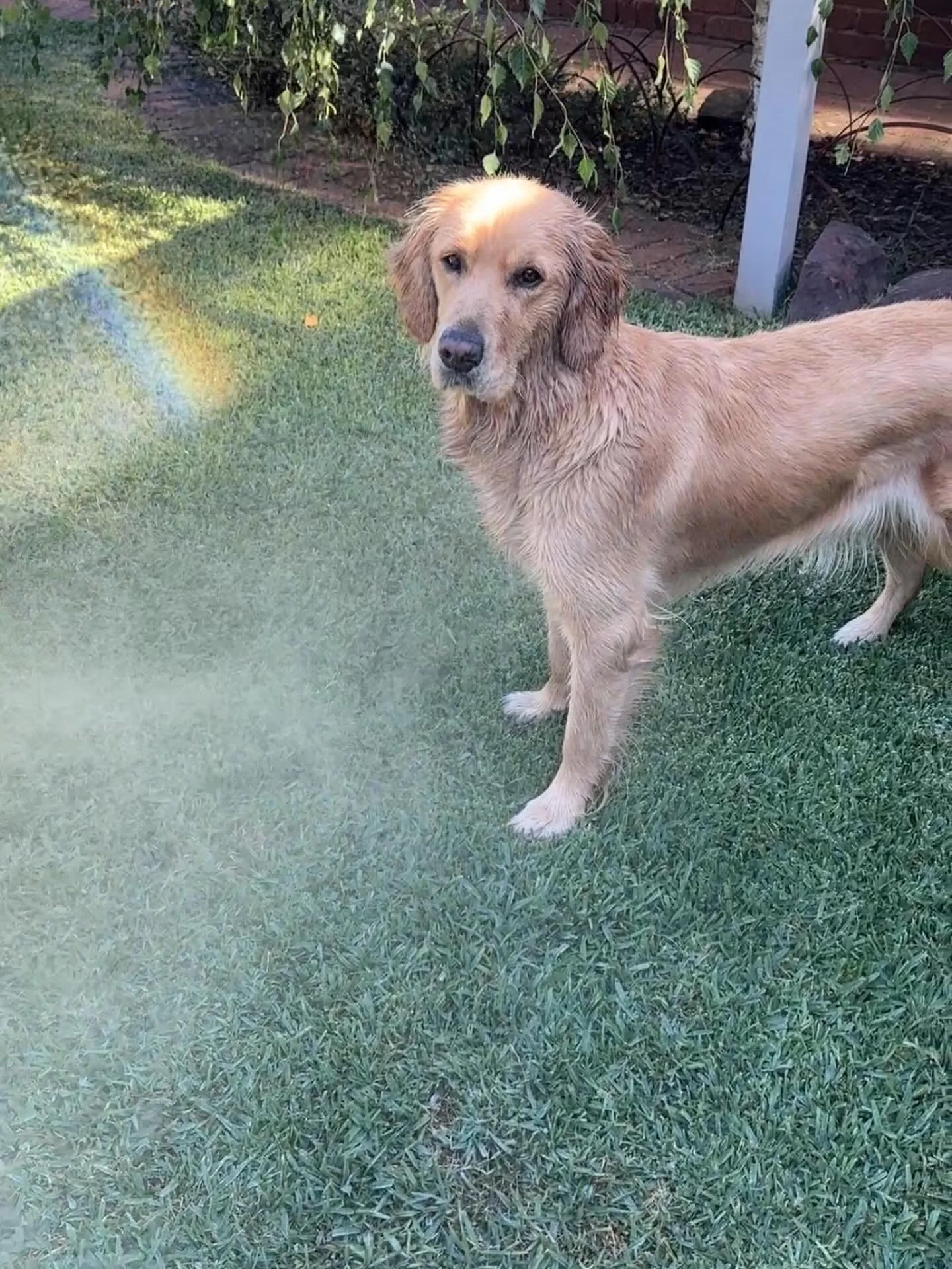 Our gorgeous Lotte, also very affectionately known as Lotte-Pops, Pops; Pop-Pops. This one definitely deserves a spot on the grid 

#goldenretrievers
#puppies
#summer2026