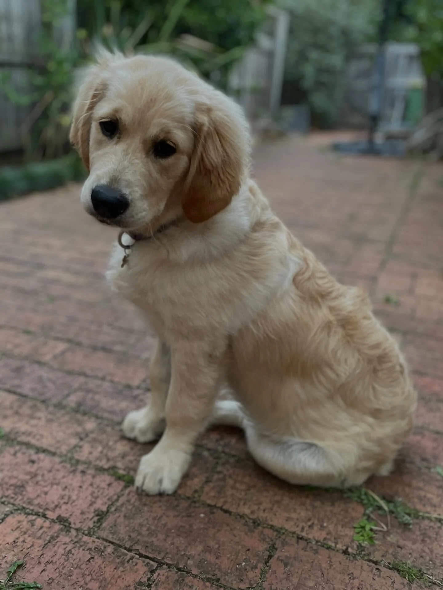 Look at this poser! A throwback to our gorgeous baby Bowie 💕 #goldenretrieverpuppies #puppies #goldenretriever