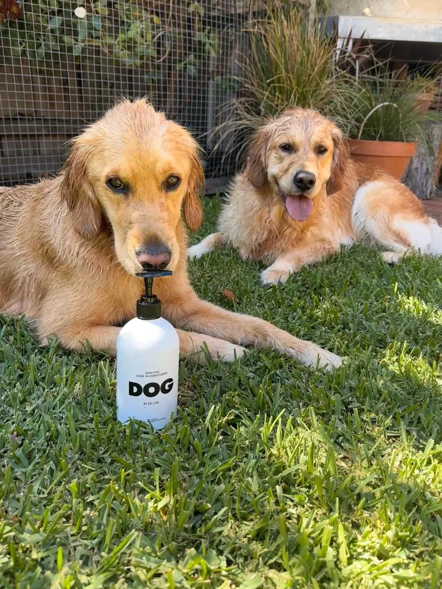 If you&rsquo;re looking to level up your pooches coat care, @dogbydrlisa is definitely worth a try.  Use code BR-ISLAMORE for 20% off!

#goldenretrieversofmelbourne 
#goldenretrievers 
#puppies