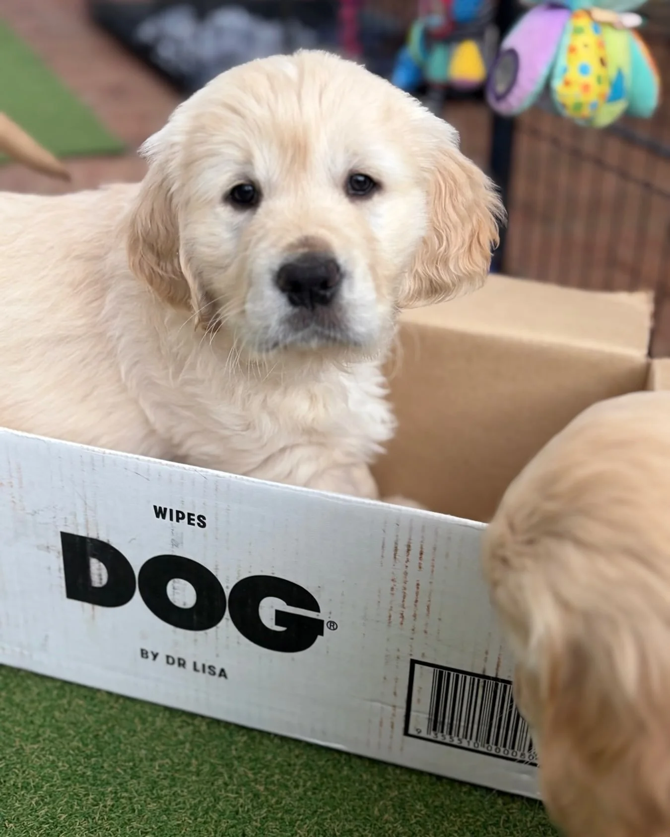 No, this is not where our puppies come from, but it is most definitely where our favourite dog skin and coat care comes from!  #goldenretrieverpuppies #puppy #discount