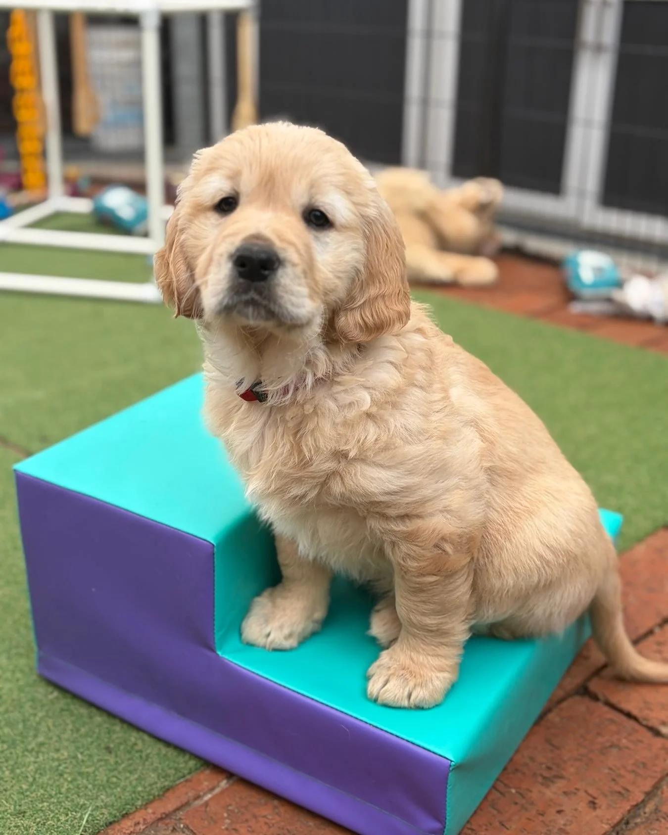 FEAR PERIODS
We do as much as we possibly can to ready our puppies for the big wide world, but around 8-11 weeks of age, our puppies&rsquo; forever families may start to see that their once brave and curious pup is behaving a little differently. This