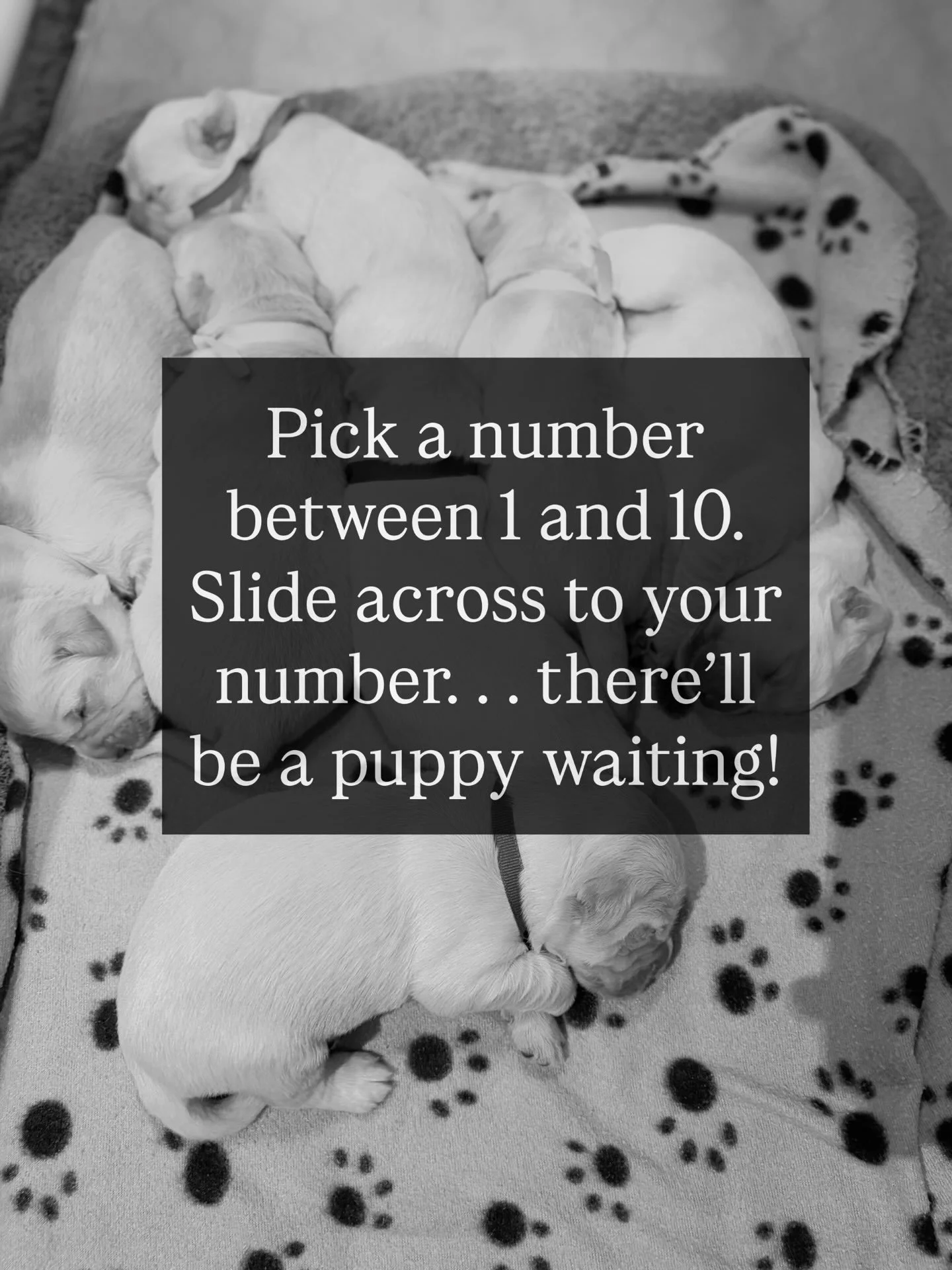Pick a number! #goldenretriever #puppy