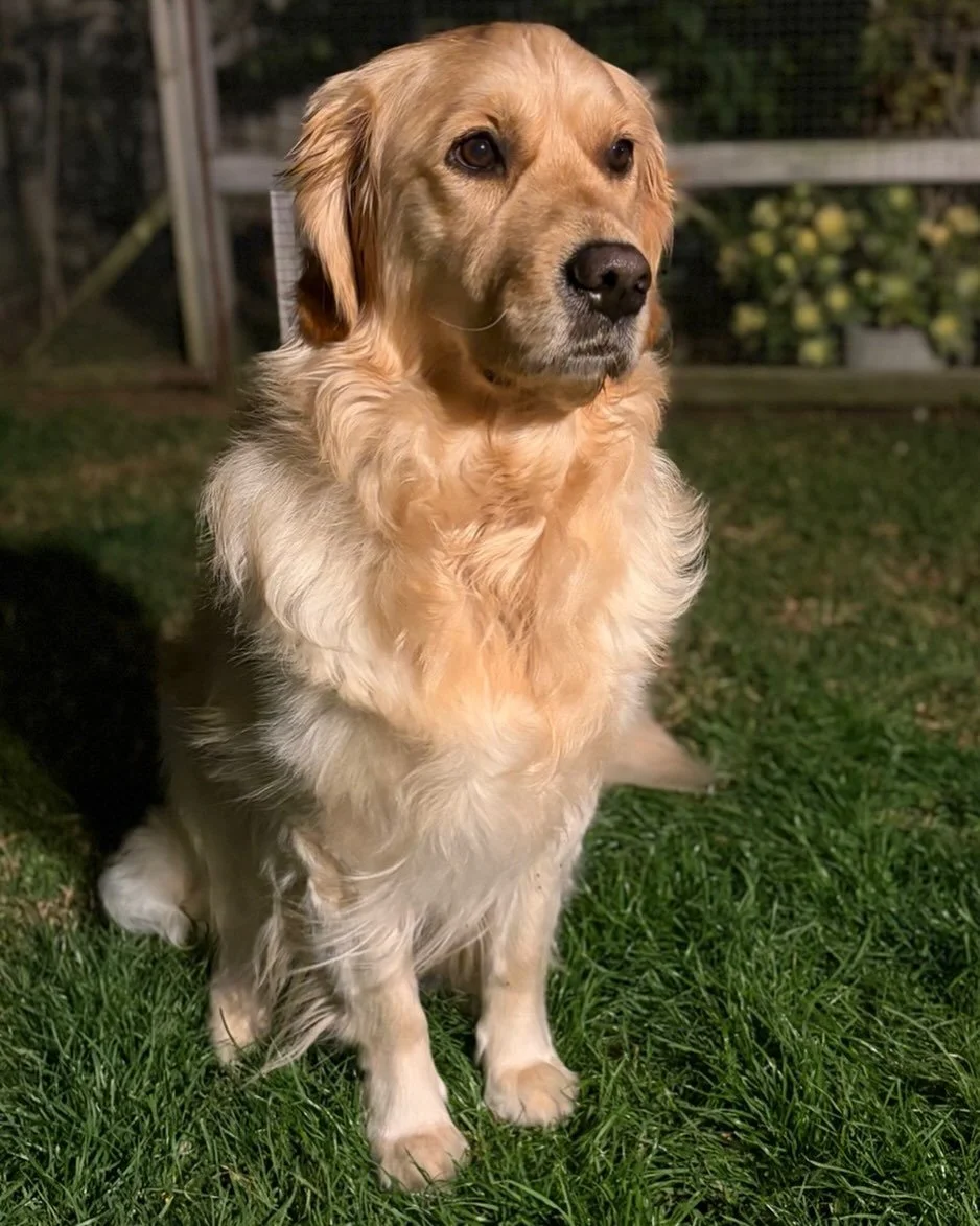 Does anyone else have a Golden whose ears mysteriously stop working when you say the words &ldquo;Inside, please&rdquo; or &ldquo;Bedtime&rdquo;? #goldenretriever #puppy #goldenretrieverbreeder