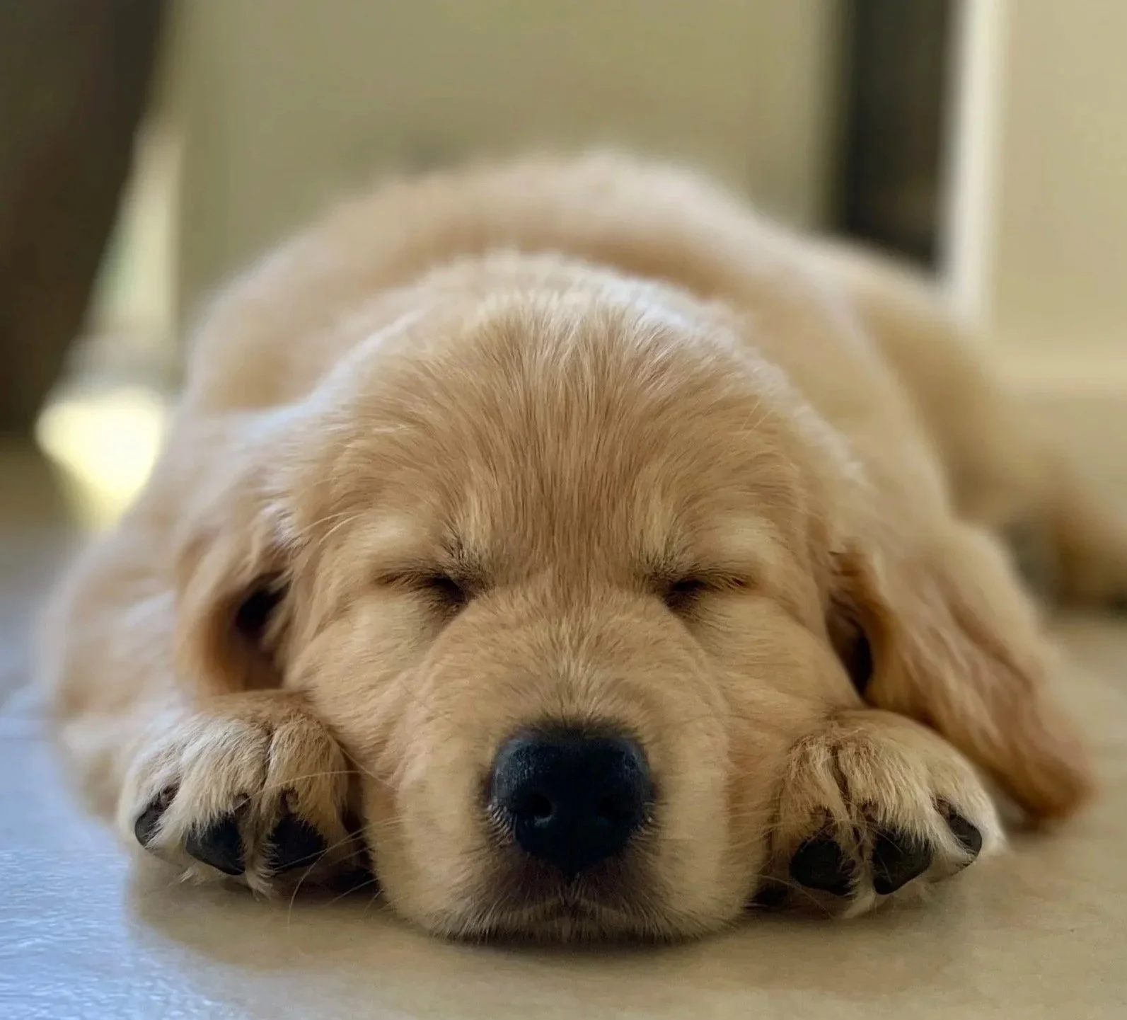 A golden retriever puppy sleeping peacefully on a tiled floor indoors.