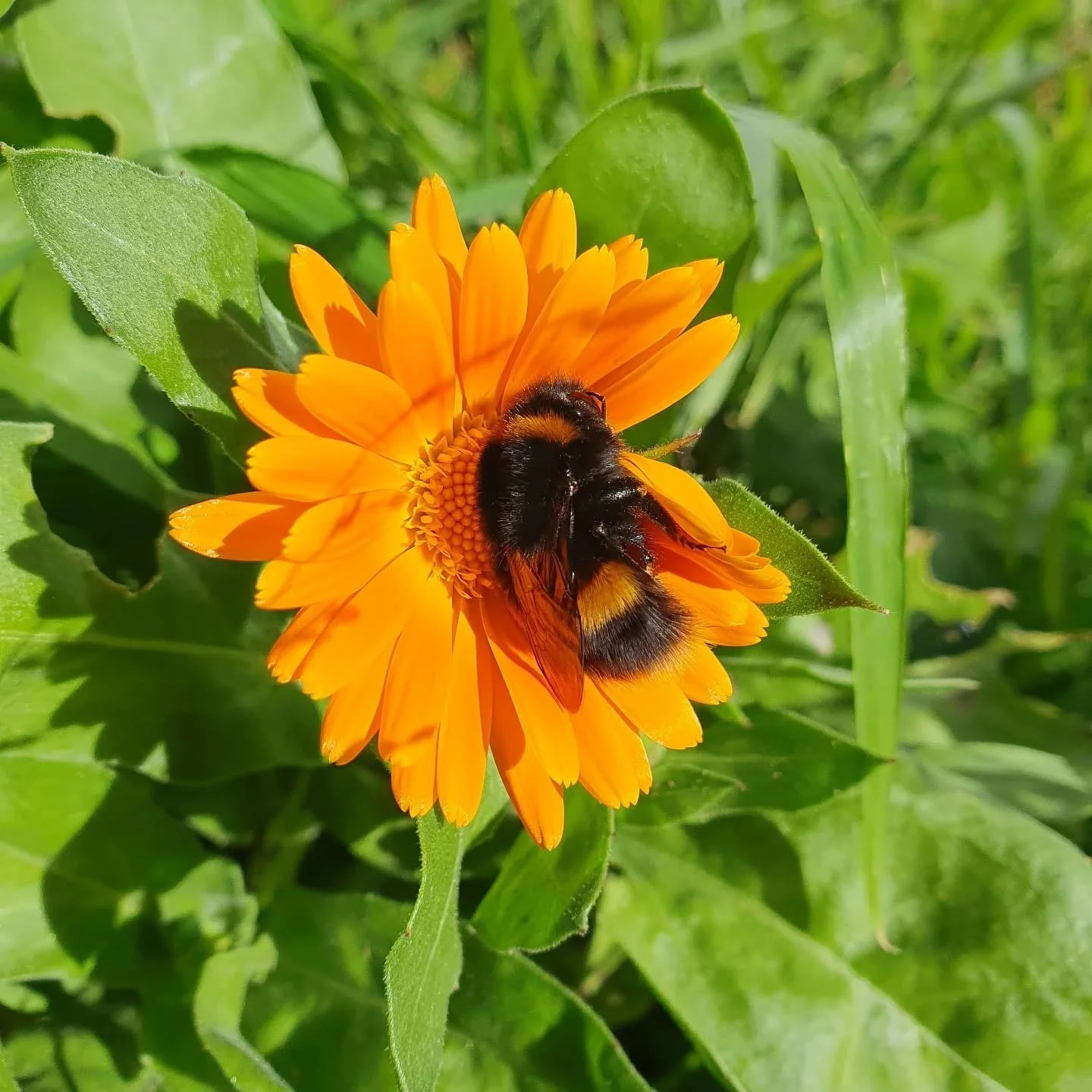 I don't think they are sleeping. 
Uh oh!

Maybe a nice place to rest if you are a bumble bee.

It is very windy today and somewhat magical ✨️ in its noticing.

I am left thinking about the concept of bee work structure &quot;Don't let em grind you do