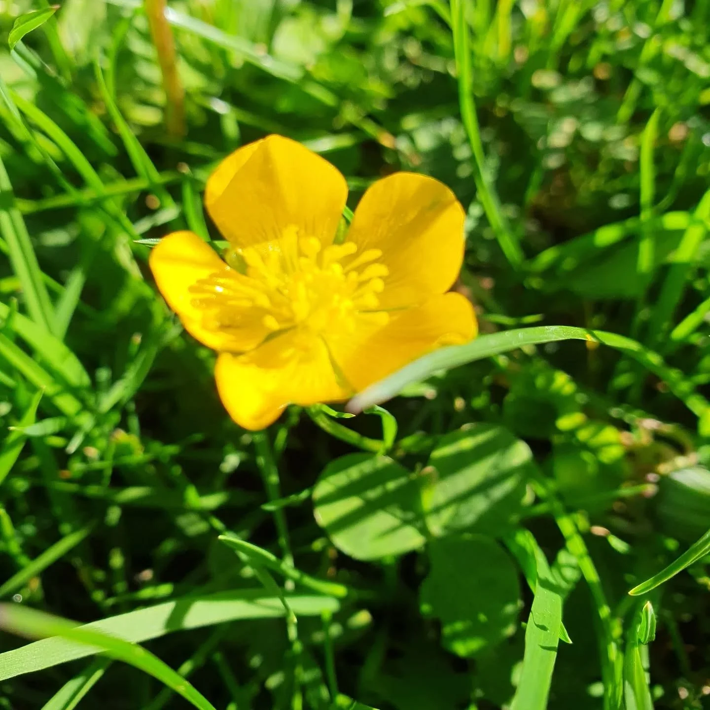 Appreciating the symbolism of the buttercup today. Thinking of all the people who have helped me on my journey. 

Time for reflection, introspection and release before a new chapter.
