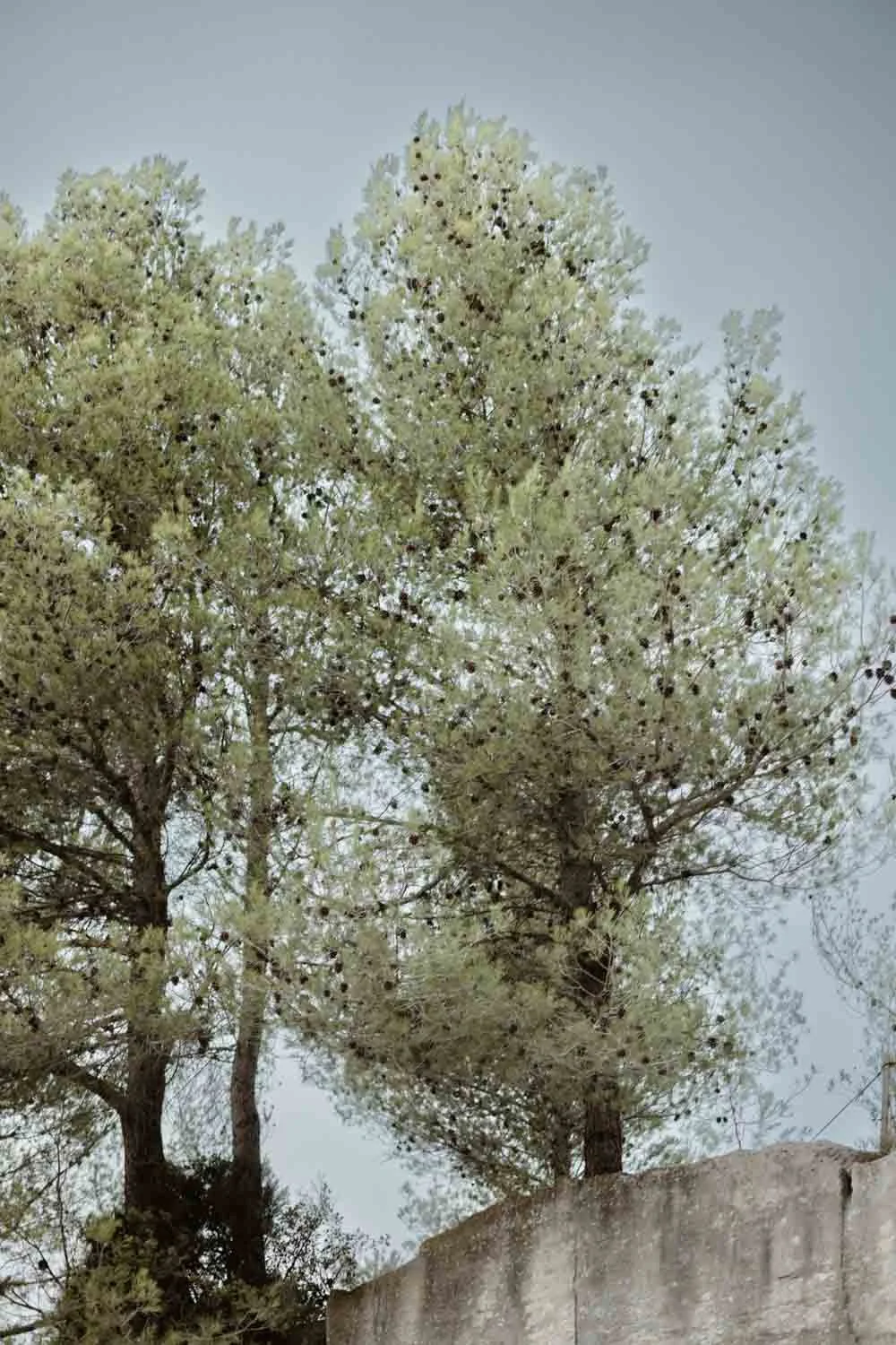 Deux grands arbres avec des branches remplies de petites feuilles et de nombreux fruits noirs, derrière un mur en béton.