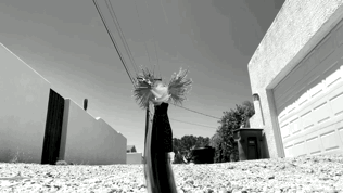 Antebi_Animating the World_Flaps to Nowhere v2.GIF