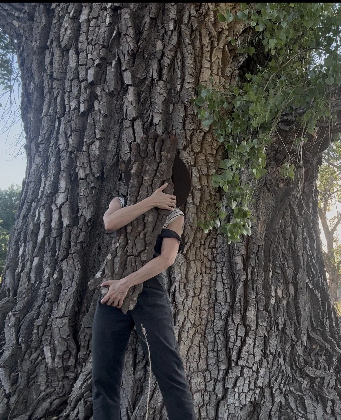 July 4, 2026, Romantic encounter with a 250 year old cottonwood in Lochiel, Arizona/Sonora border. these trees will be removed to build more border wall. 
