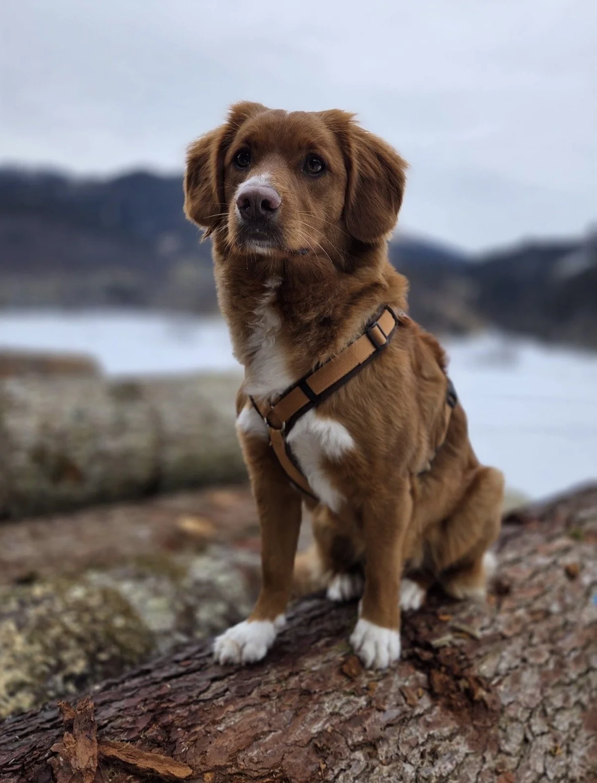 Bravaria Sulara vom Bergsulai (Cara) wurde mit HD B ausgewertet