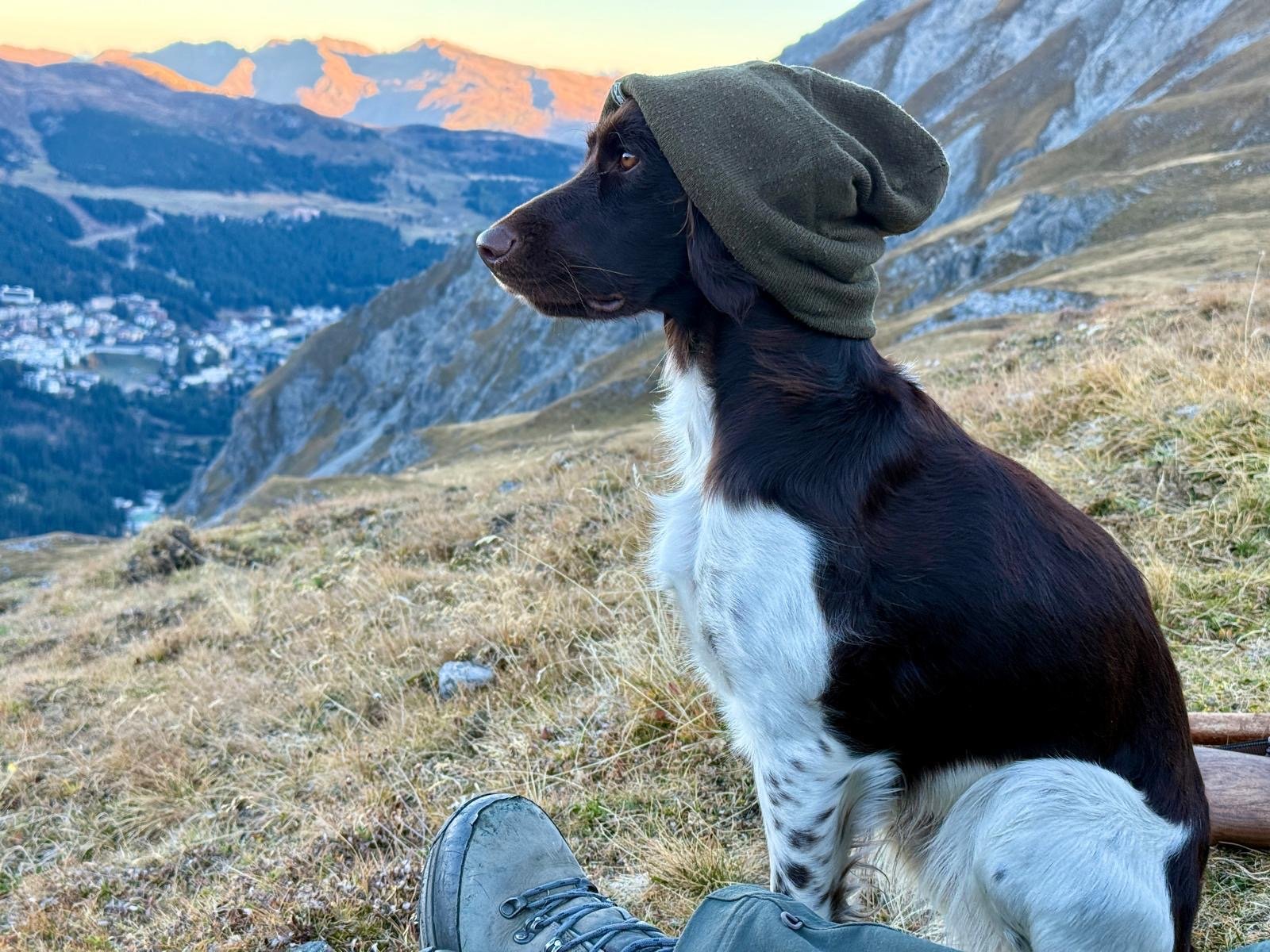 Aska, im Winter auch beim Lawinenhundekurs dabei