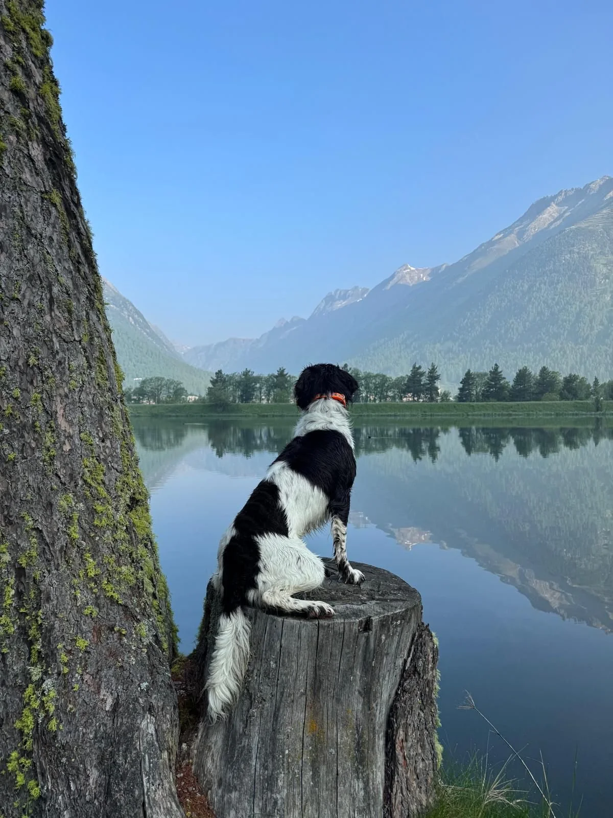 Amiro besteht die Wasserwildprüfung in GR 08/25