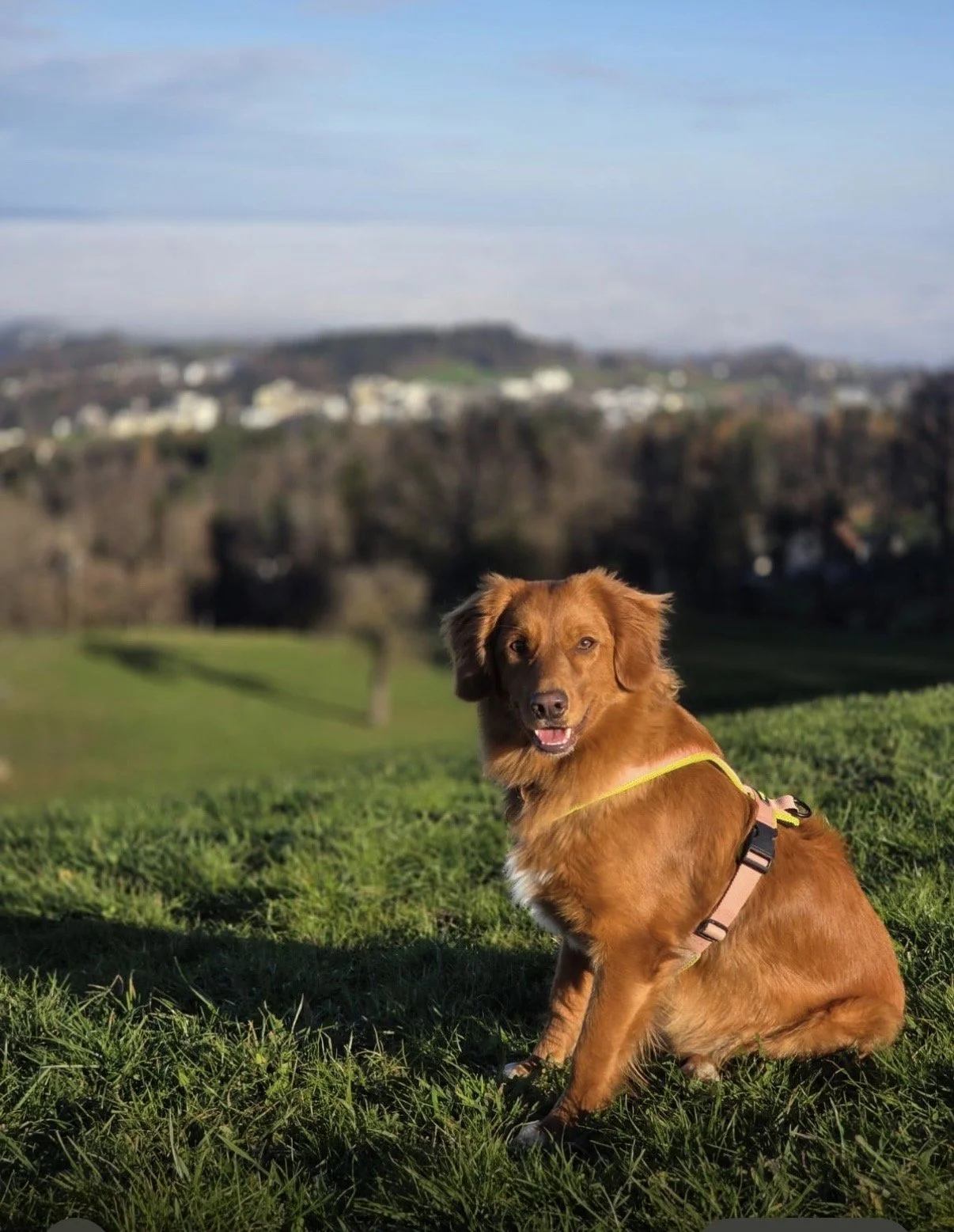 Bravaria Eewa vom Bergsulai (Cahlùa) wurde mit HD A und ED 0 ausgewertet