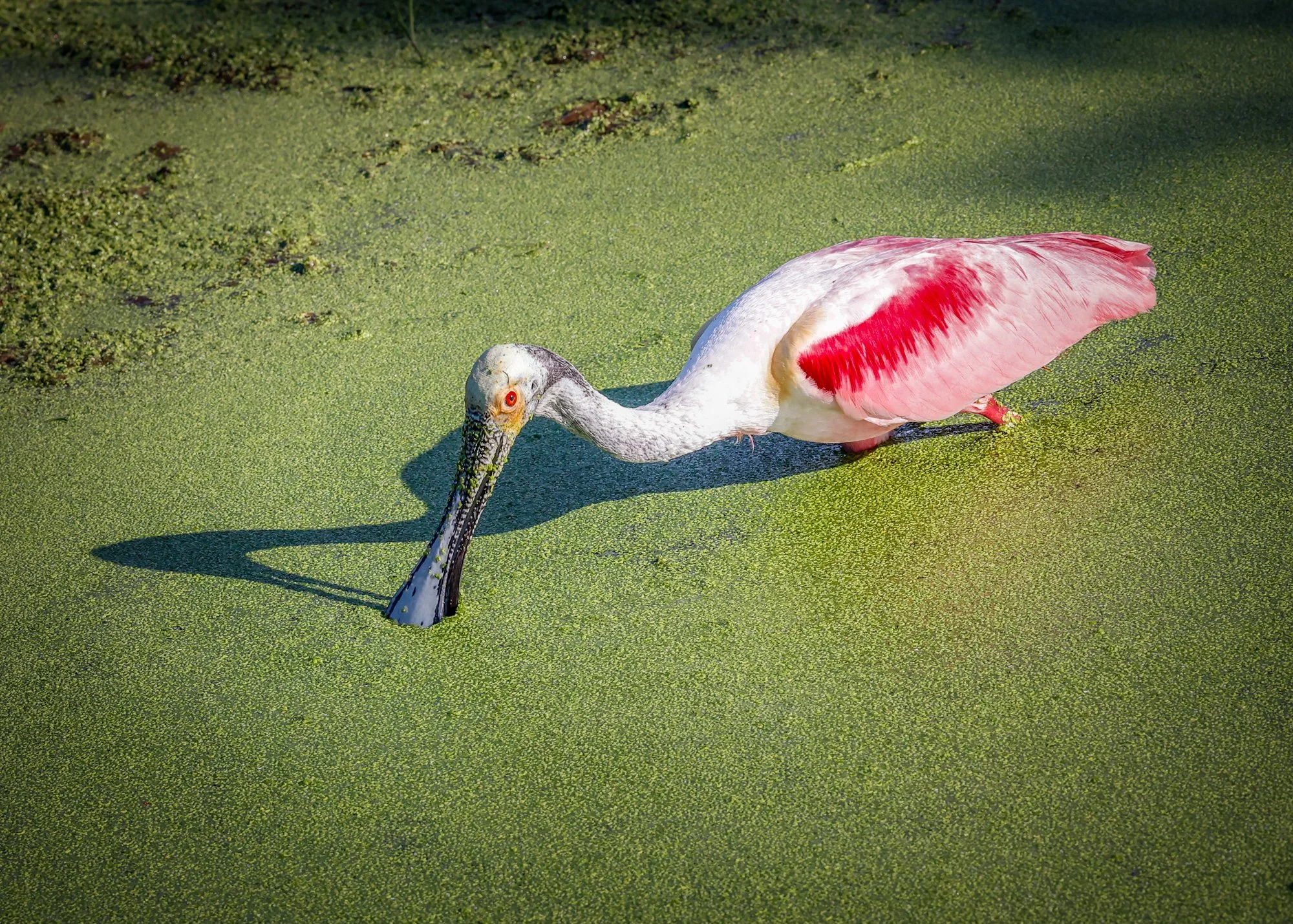 Spoonbill 1.jpg