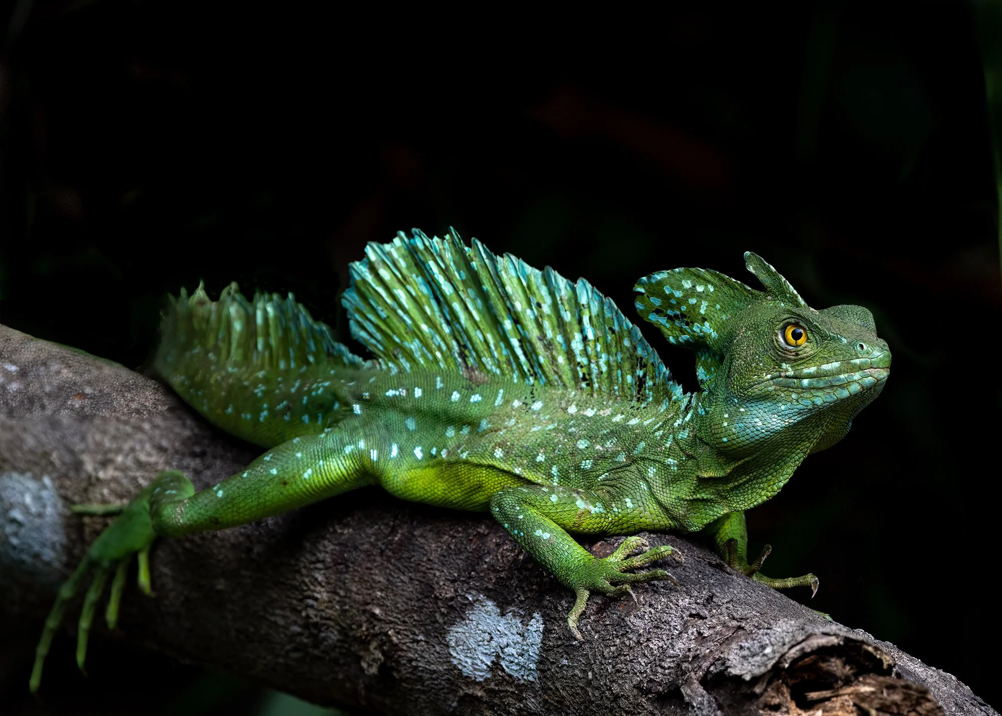 Jesus Christ Lizard.jpg