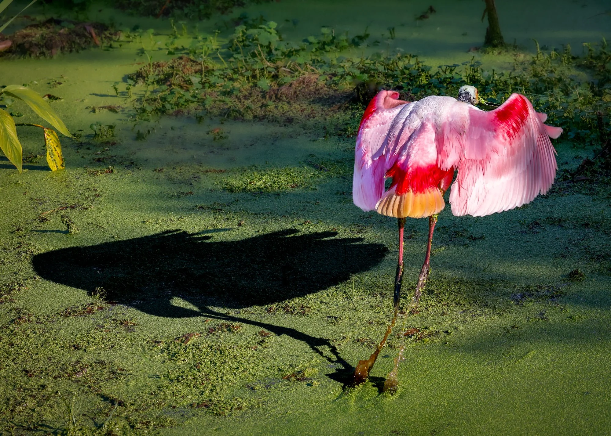 Spoonbill shadow.jpg